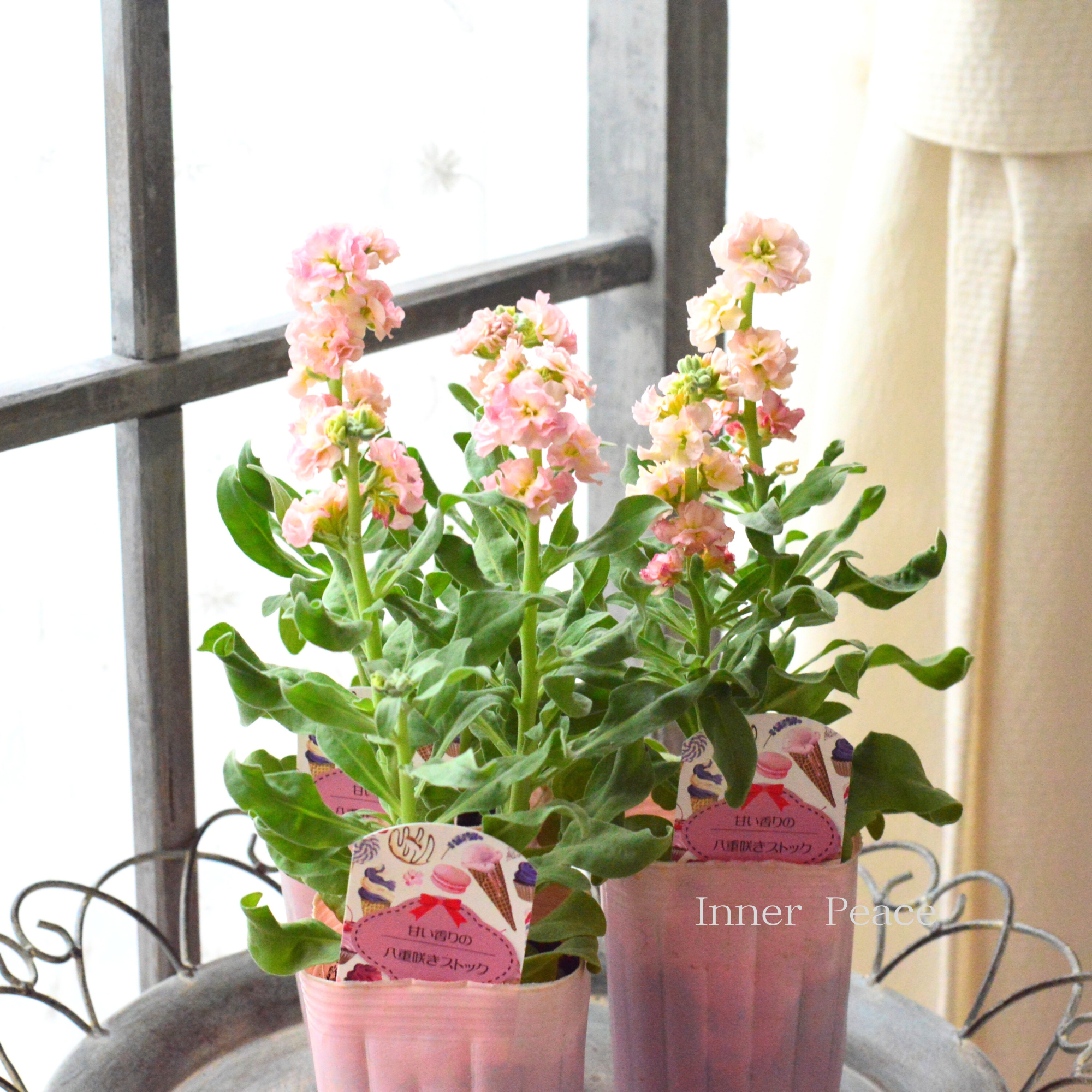 【八重咲き】 ストック ベイビー  『アプリコット』　3寸ロングPOT