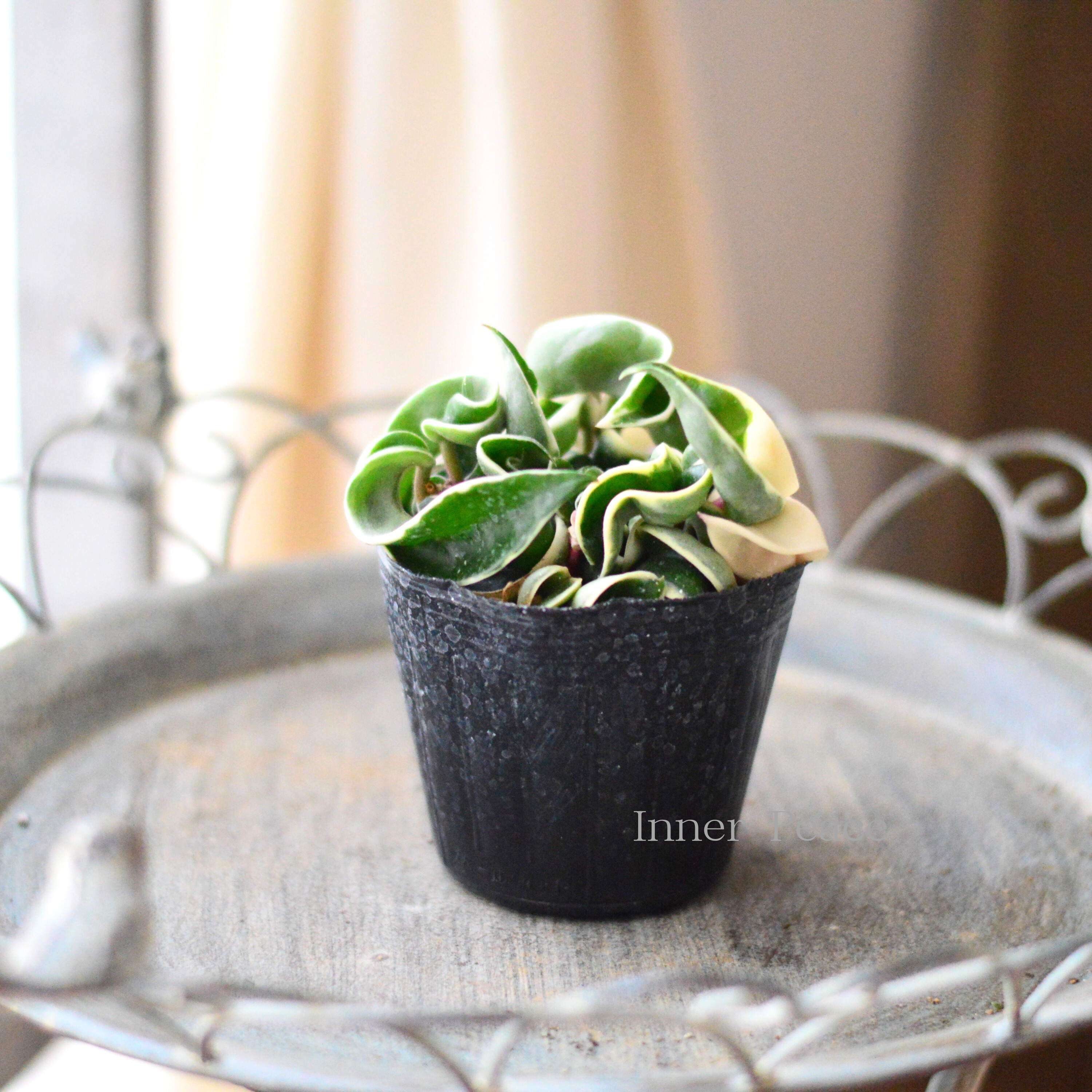 【観葉植物】　ホヤ カルノーサ　『コンパクタ』　　3寸POT