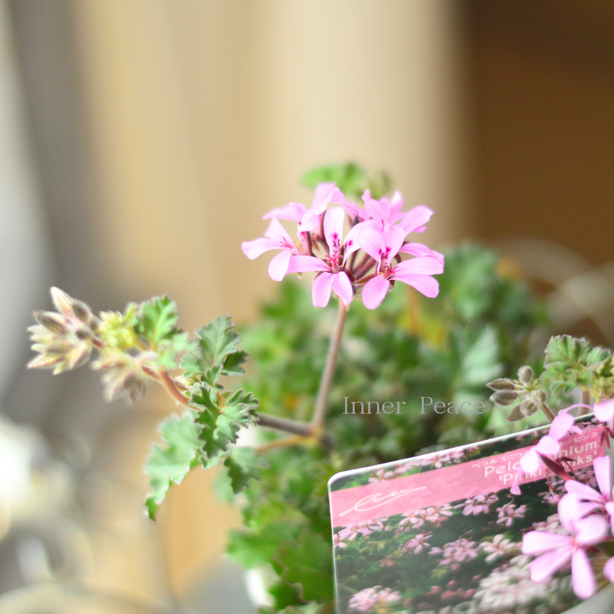 大人かわいい】 ペラルゴニウム 『ピンキーピンク』 3寸ロングPOT