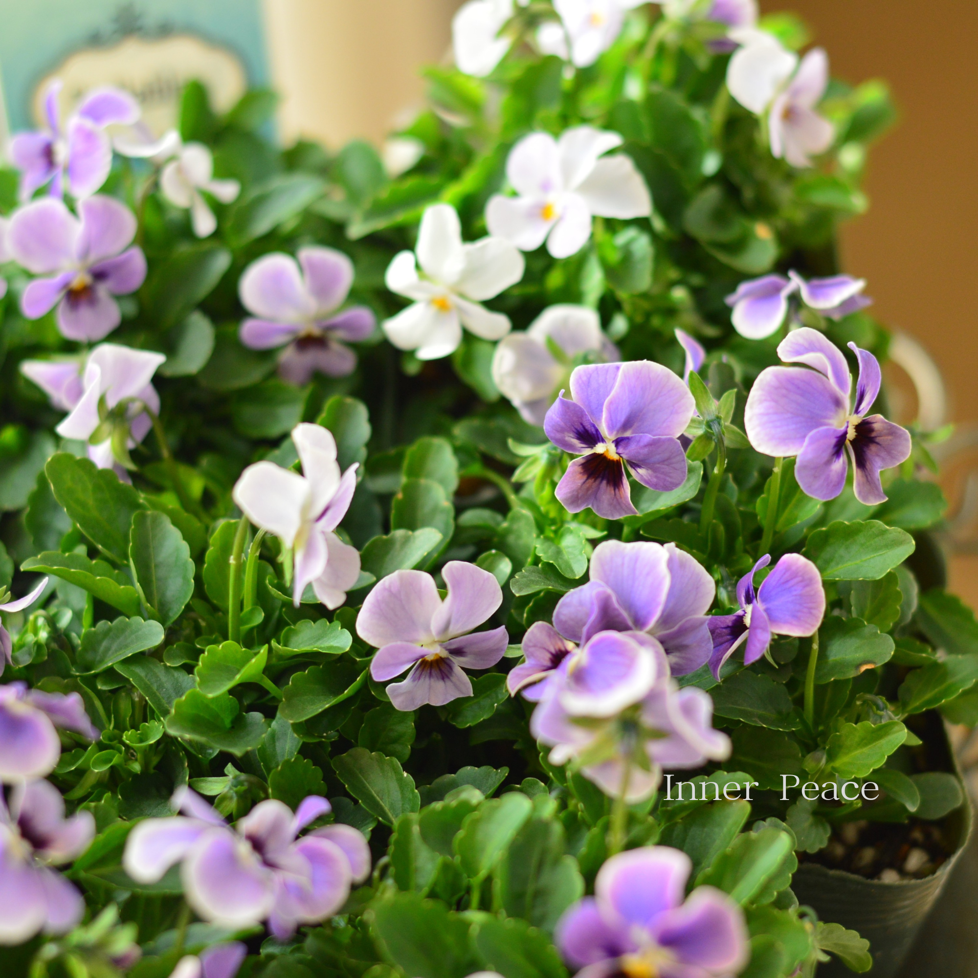 【ゲブラさん】 試験品種ビオラ　『ステラブルー』　3.5寸POT