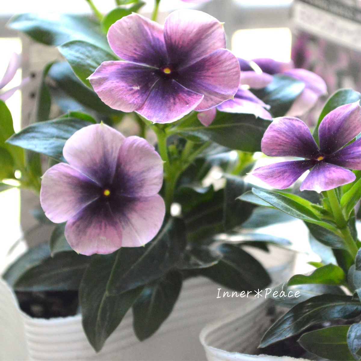 a5096e6fdf0b6047653606b4d2715c