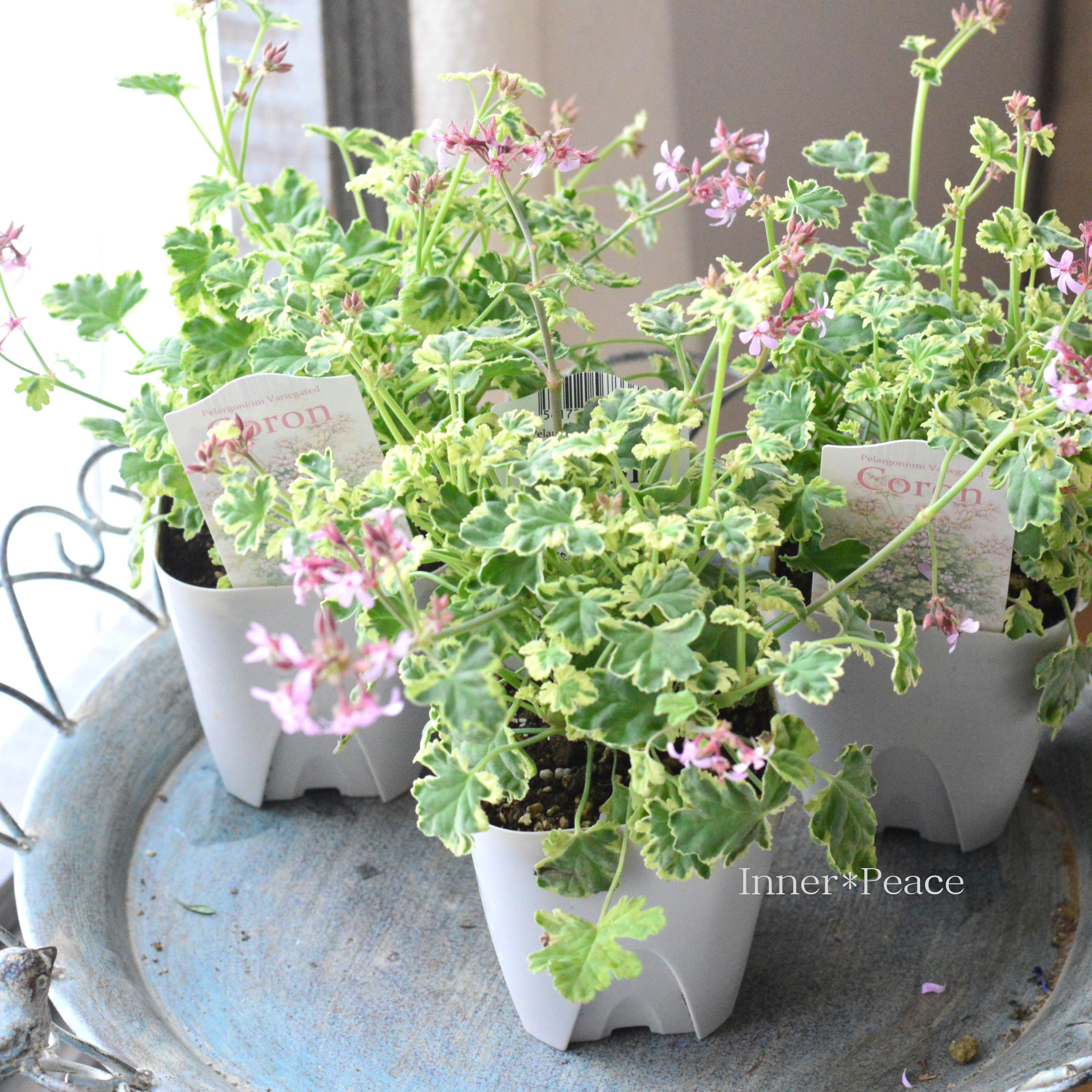 【斑入り】 ナツメグゼラニウム　『コロン』　　3.5寸POT