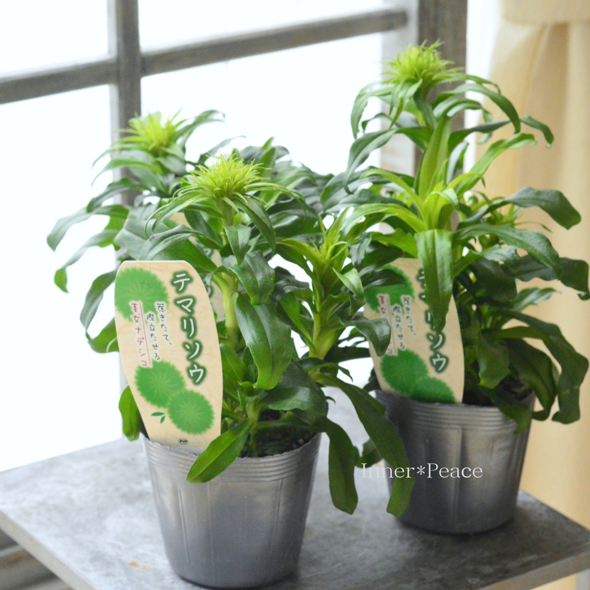 【個性的】 テマリソウ（美女ナデシコ）　3.5寸POT　