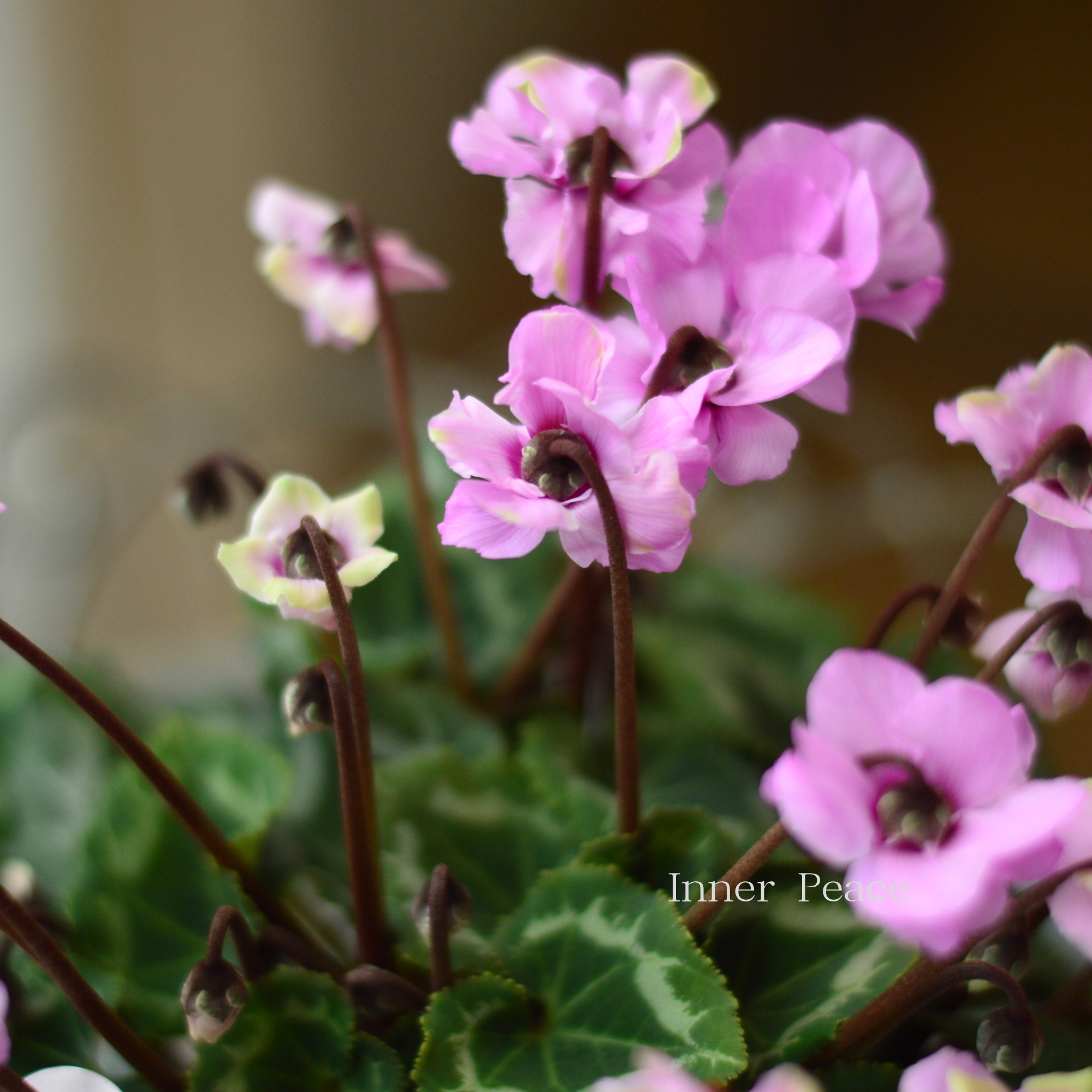 【八重咲き】 ガーデンシクラメン　『グリーンティアラ・ピンク系』　 3寸硬質POT