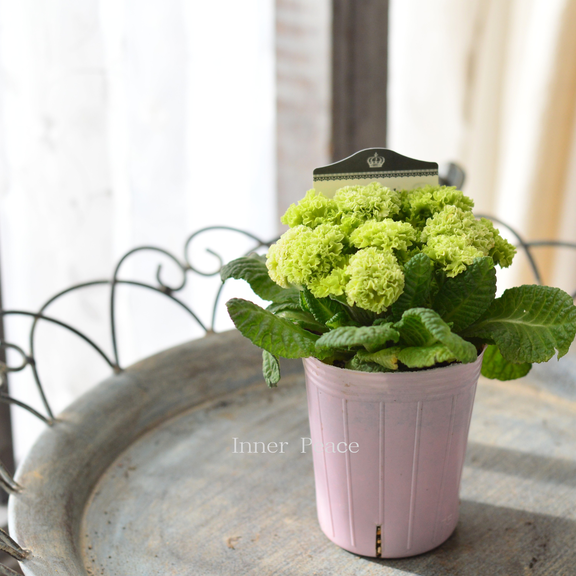 【k-plantsさん】 フリンジ咲き プリムラ 『クラシカルラパン・B』  　2.5寸ロングPOT