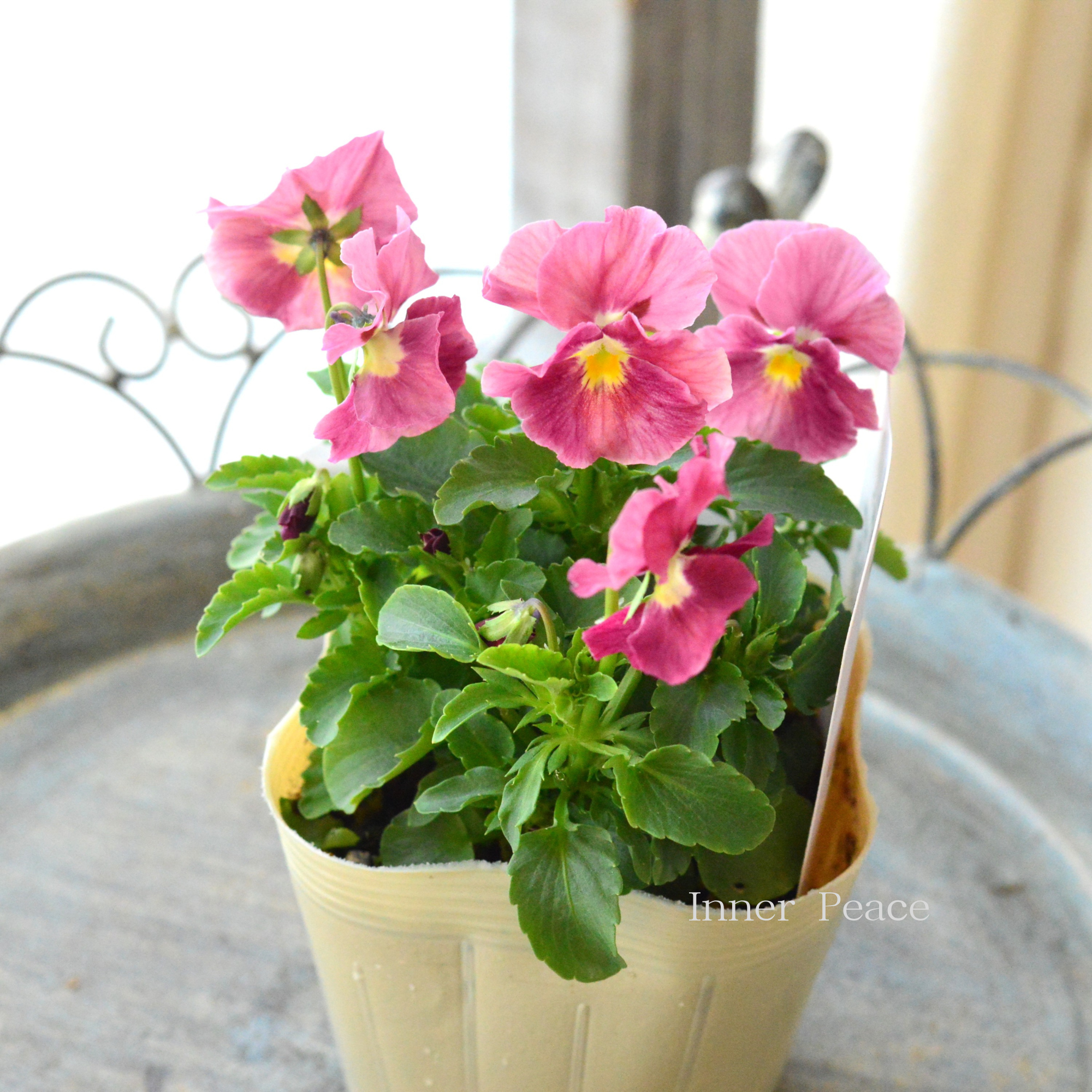 【奥田園芸さん】 ときめきビオラ　『ベビーピンクメロウ』　3.5寸POT