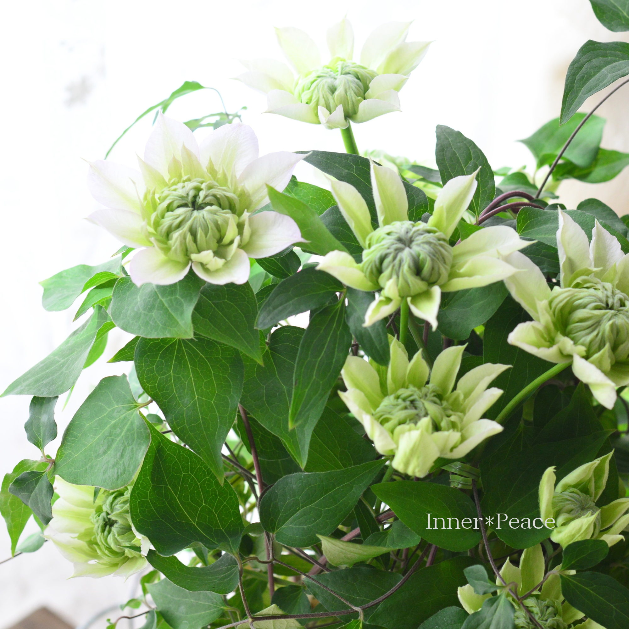 【八重咲き】 クレマチス　『花園　～ハナゾノ～』　５号鉢