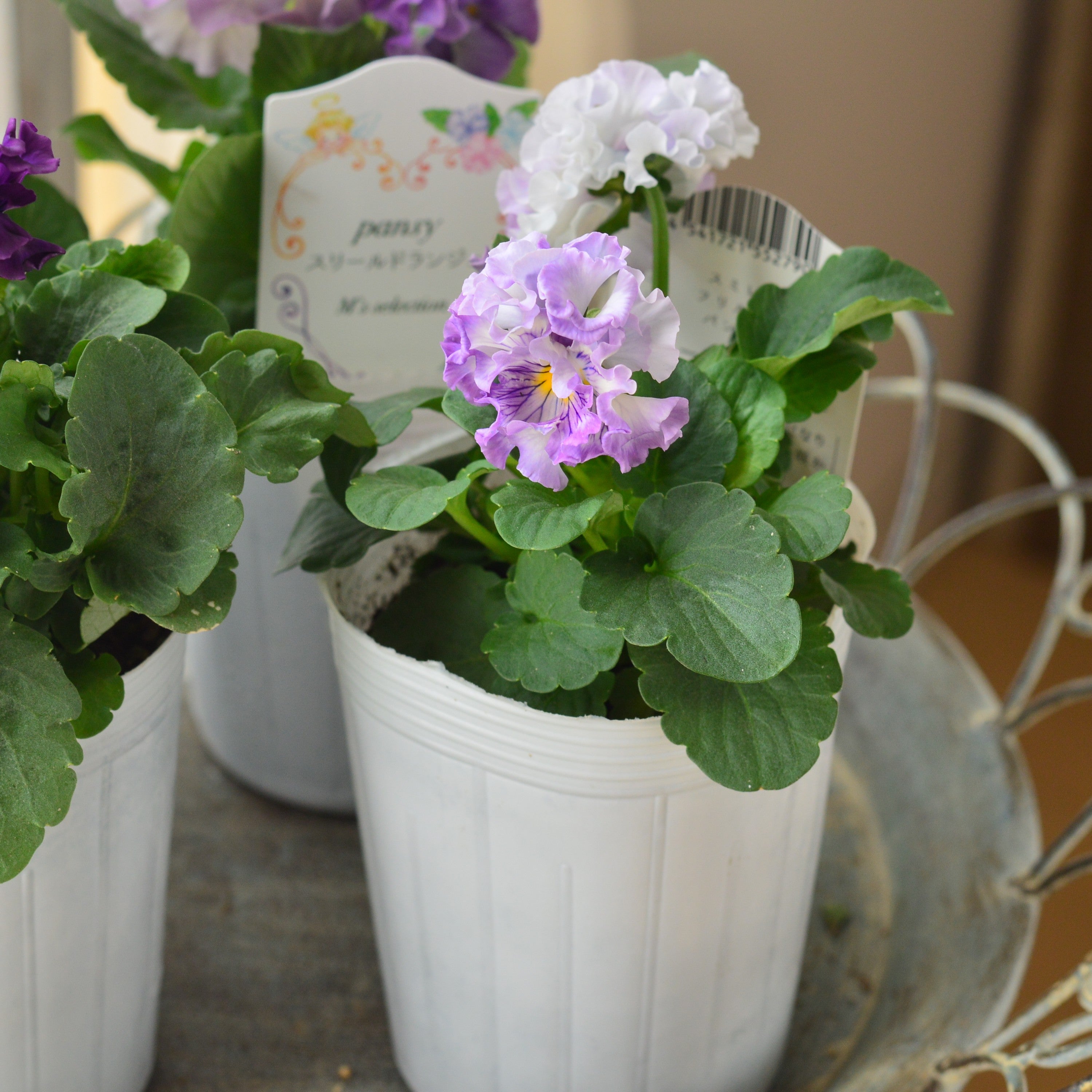 【松原園芸さん】 パンジー　『スリールドランジュ・パープル系』　　3寸POT