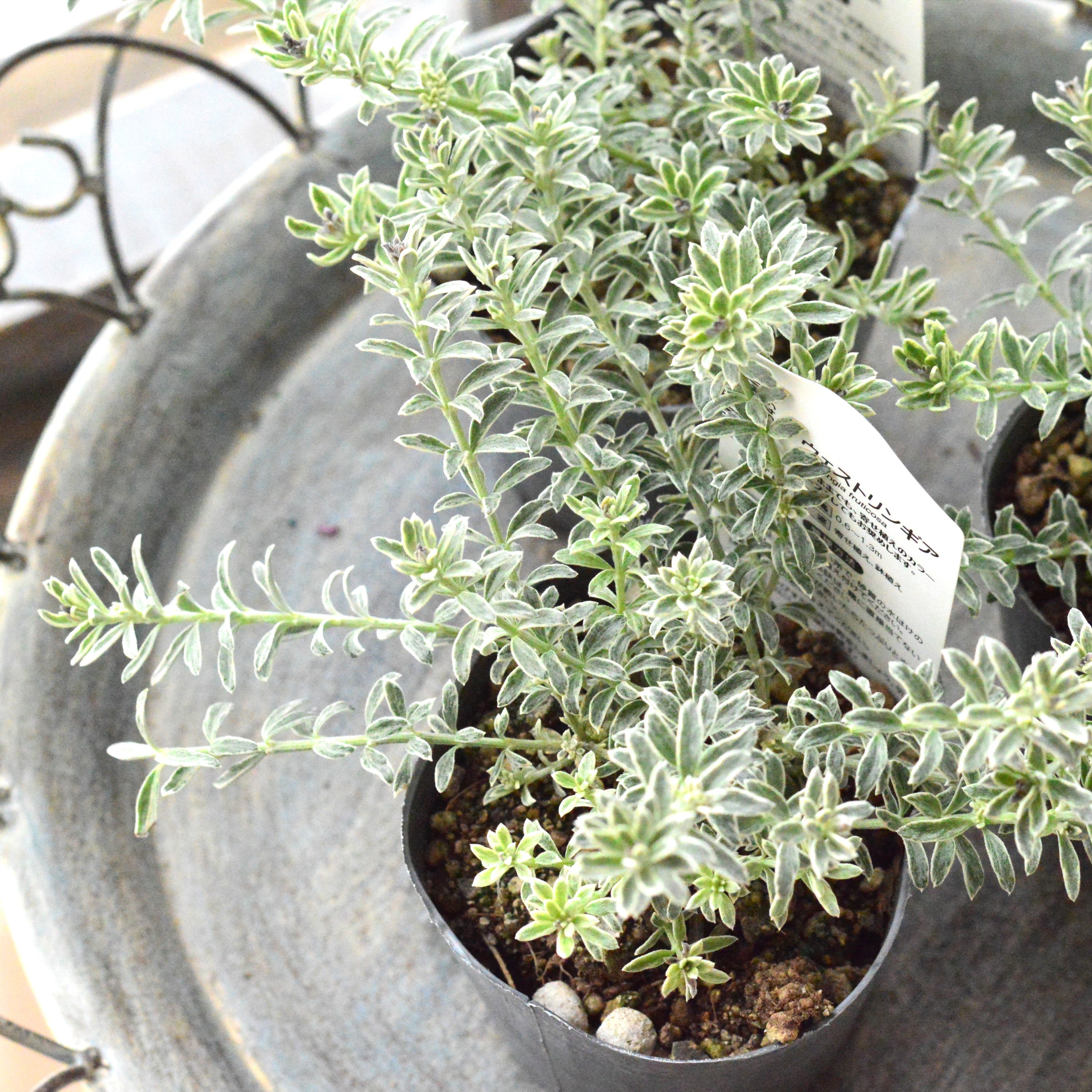 【２～３本植え】 ウエストリンギア 「スモーキーホワイト」　2.5寸～3寸POT