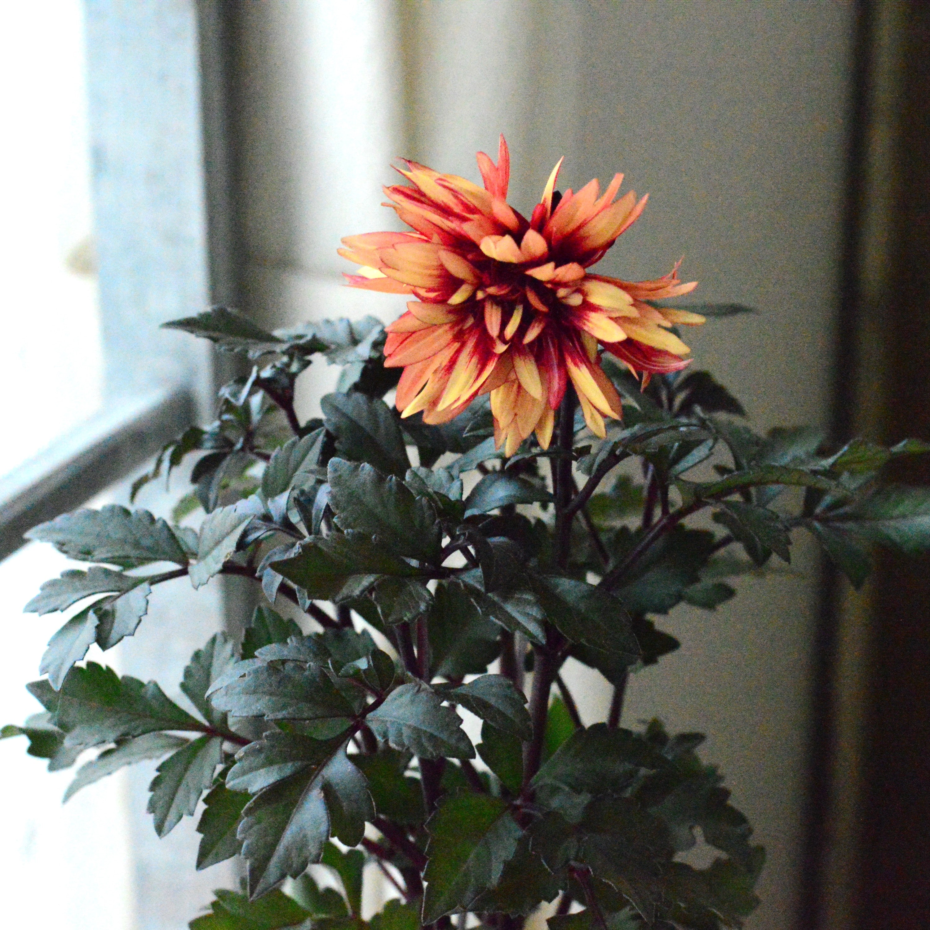 【美しい】銅葉ダリア・ラベラグランデ『チョコレートシリーズ・アンバー』　3寸ロングPOT