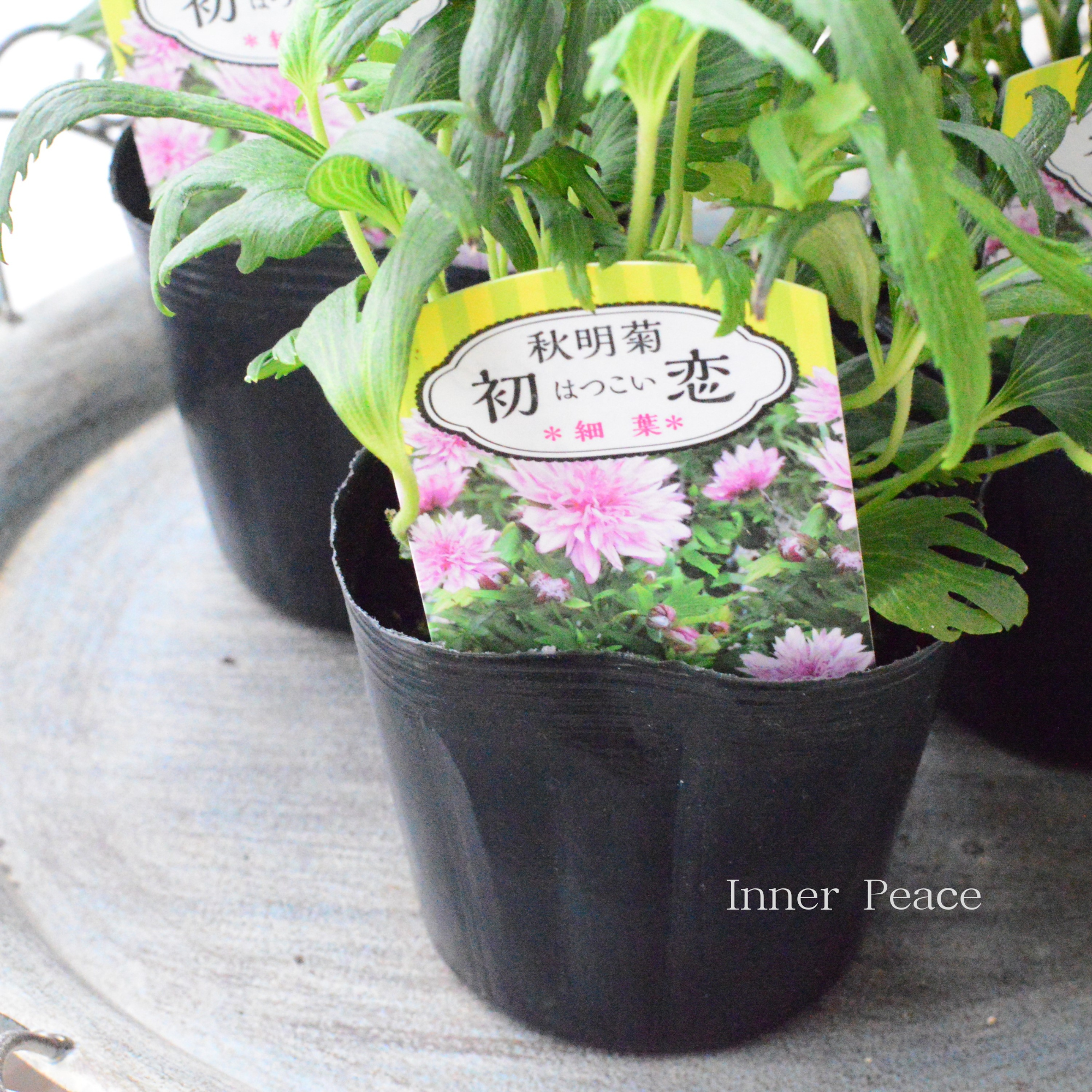 【八重咲き】 矮性シュウメイギク 『初恋・細葉』　　3.5寸ロングPOT