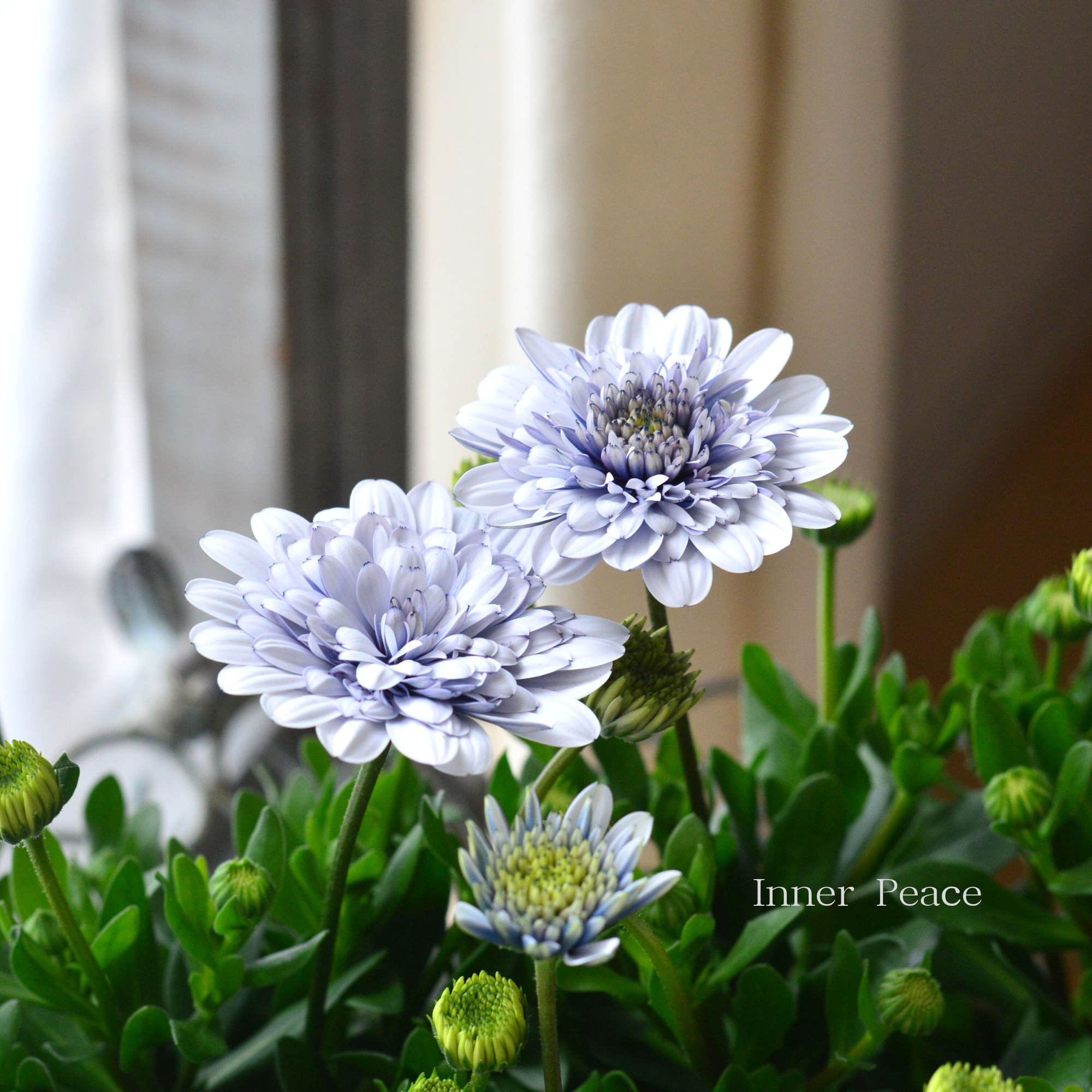 【ゲブラさん】 New！　オステオスペルマム　『シルバームーン』  　3.5寸POT