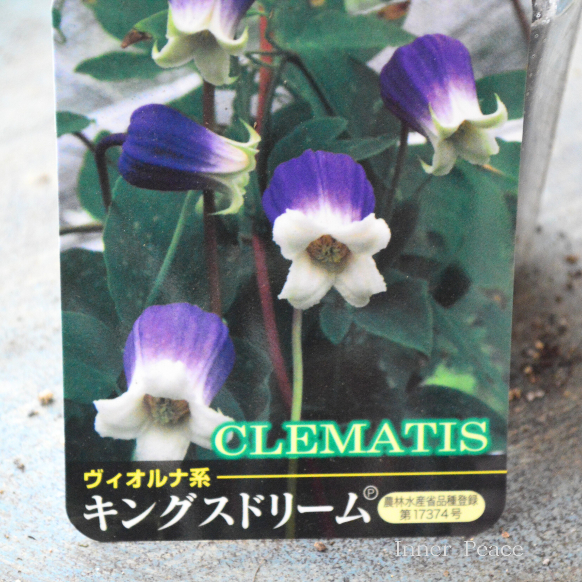 春日井園芸センター】 クレマチス ヴィオルナ系 『キングスドリーム