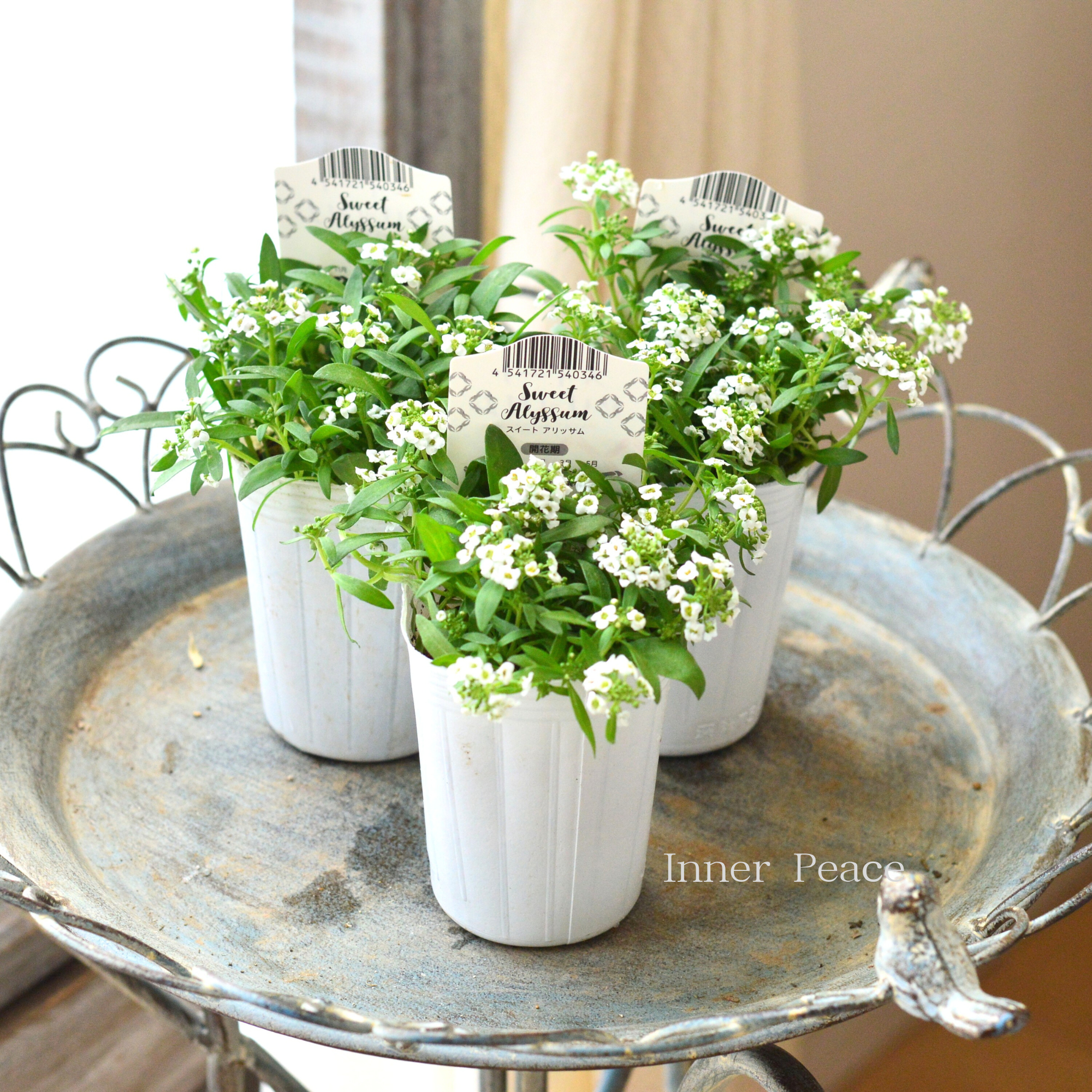 【かわいい】 スイートアリッサム　『アルーレ・ホワイト』　2.5寸POT