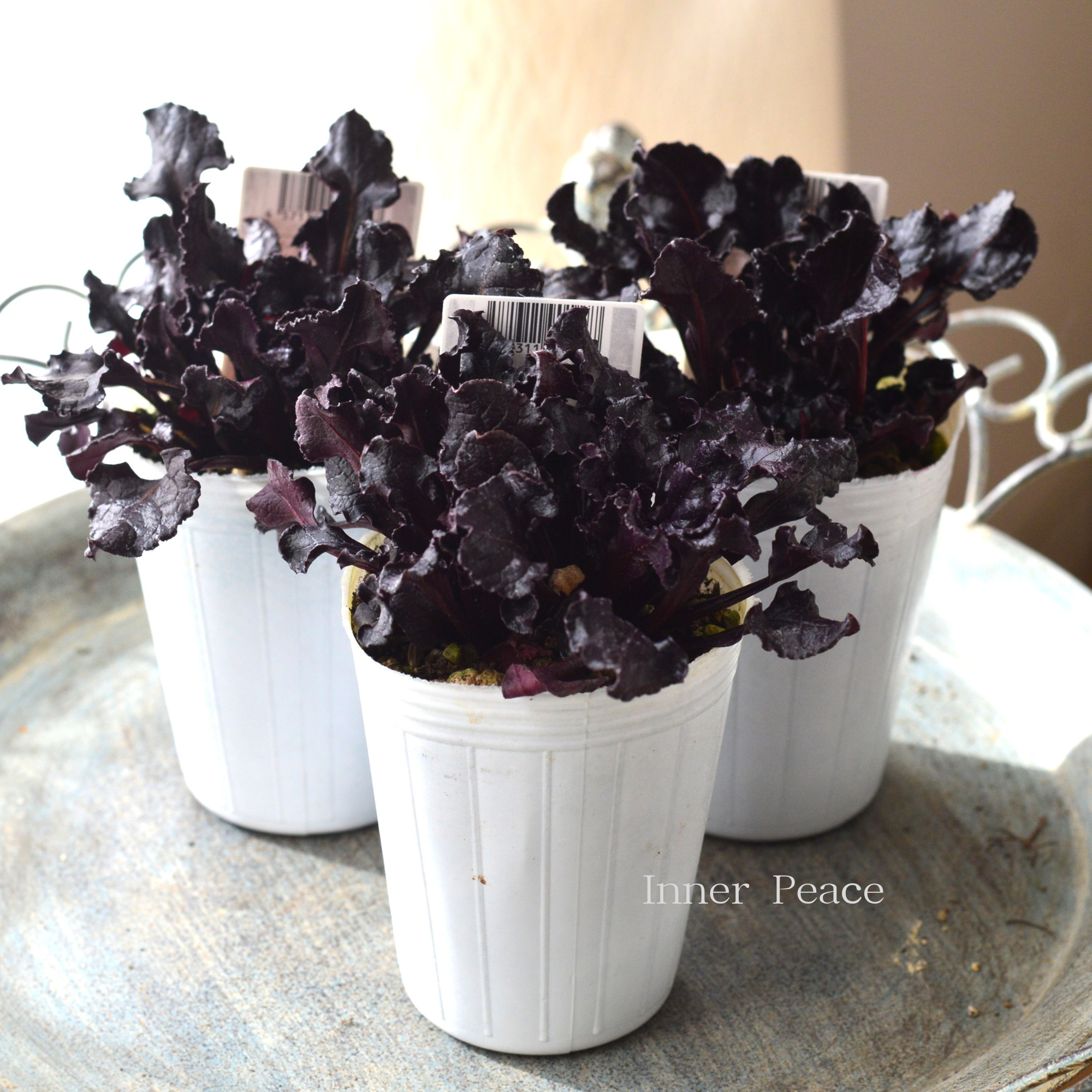 【寄せ植えに】 ビーツ　ブルズブラッド　　2.5寸ロングPOT