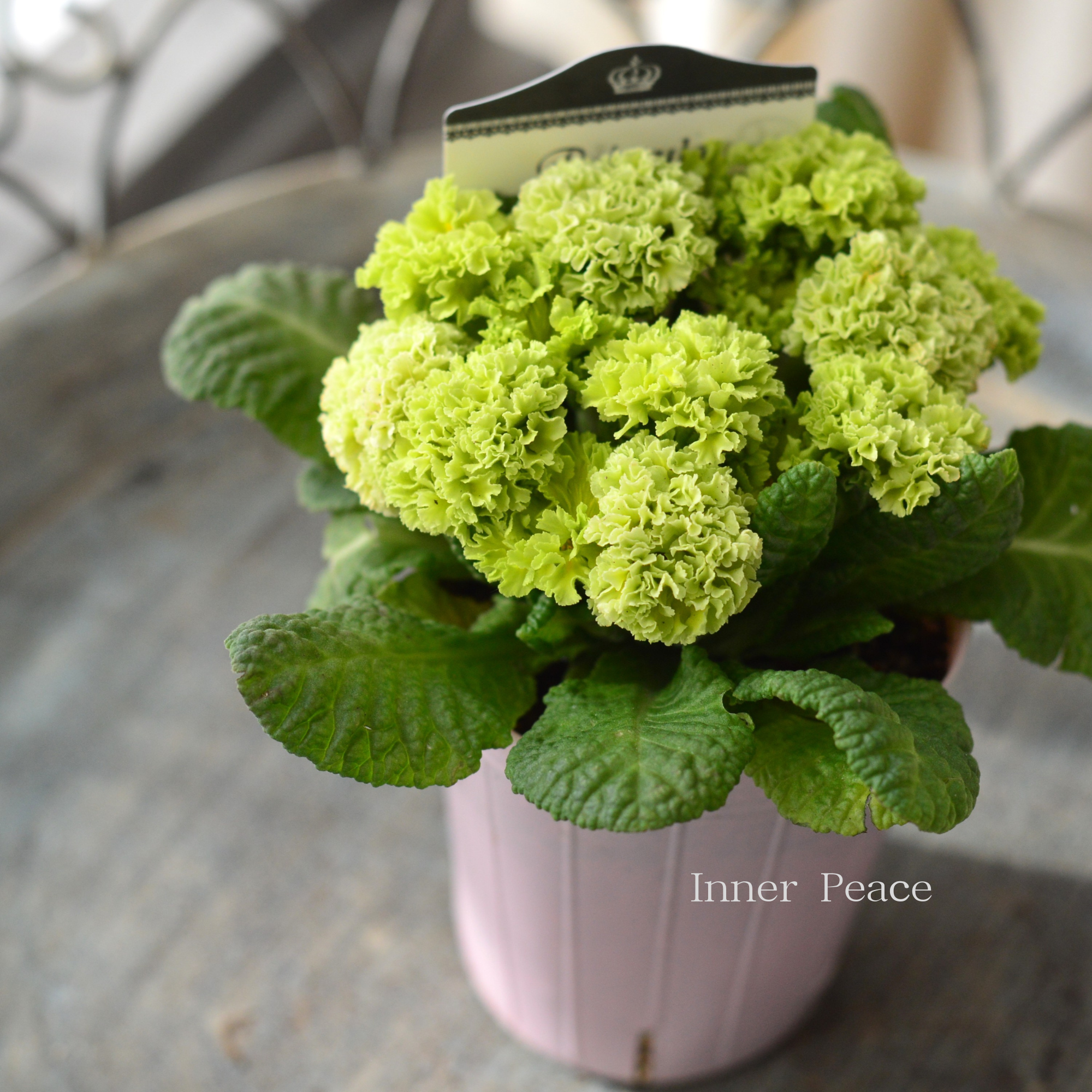【k-plantsさん】 フリンジ咲き プリムラ 『クラシカルラパン・B』  　2.5寸ロングPOT