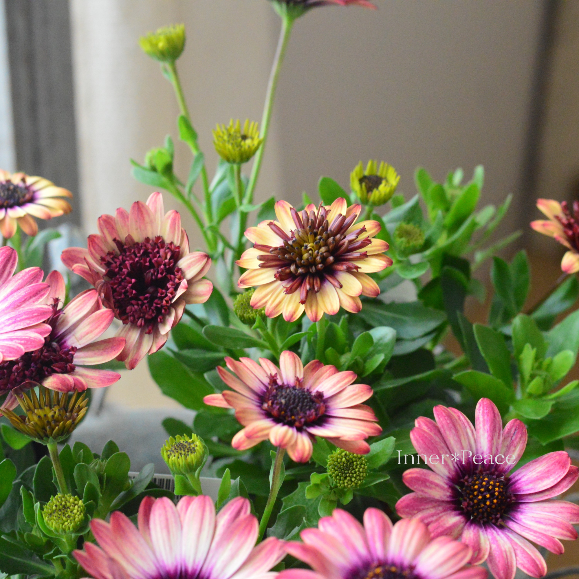 【ゲブラさん】 オステオスペルマム　『茜ロマン』  3.5寸POT