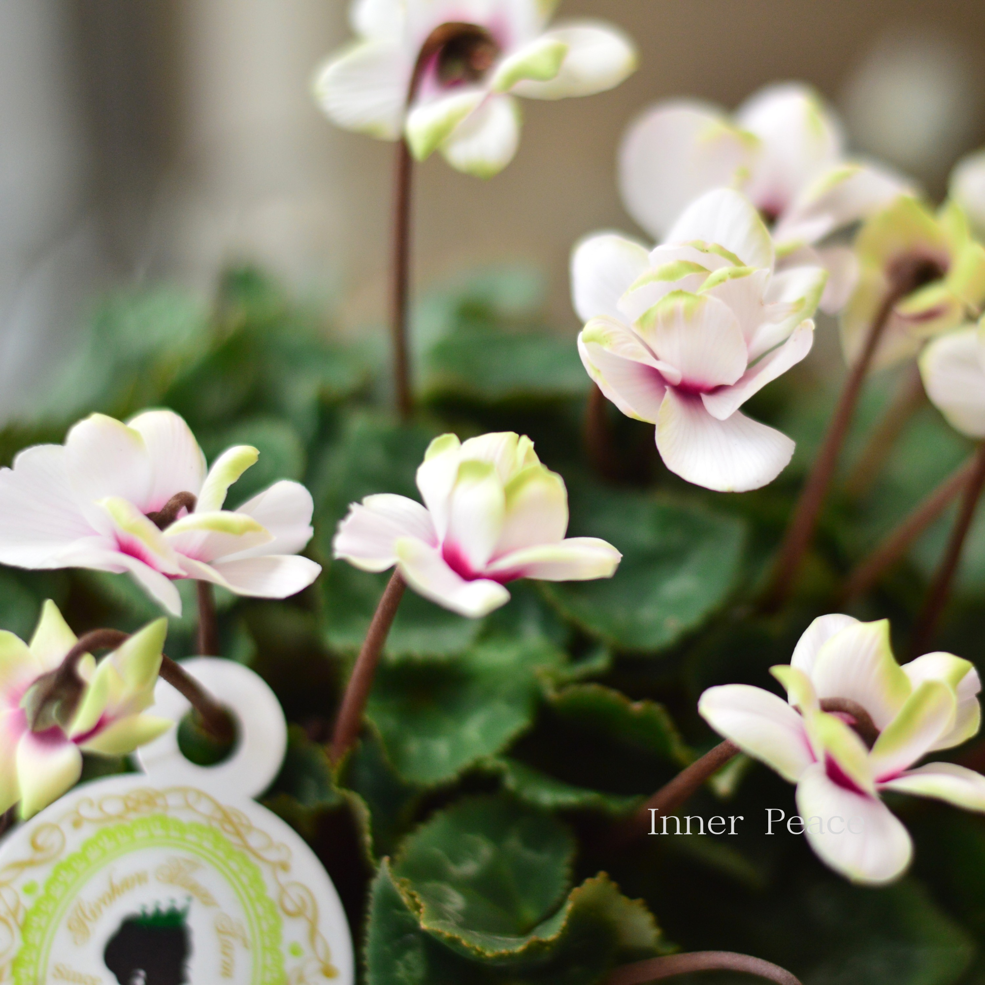 八重咲き】 シクラメン 『グリーンティアラ・ホワイト系』 3寸硬質POT