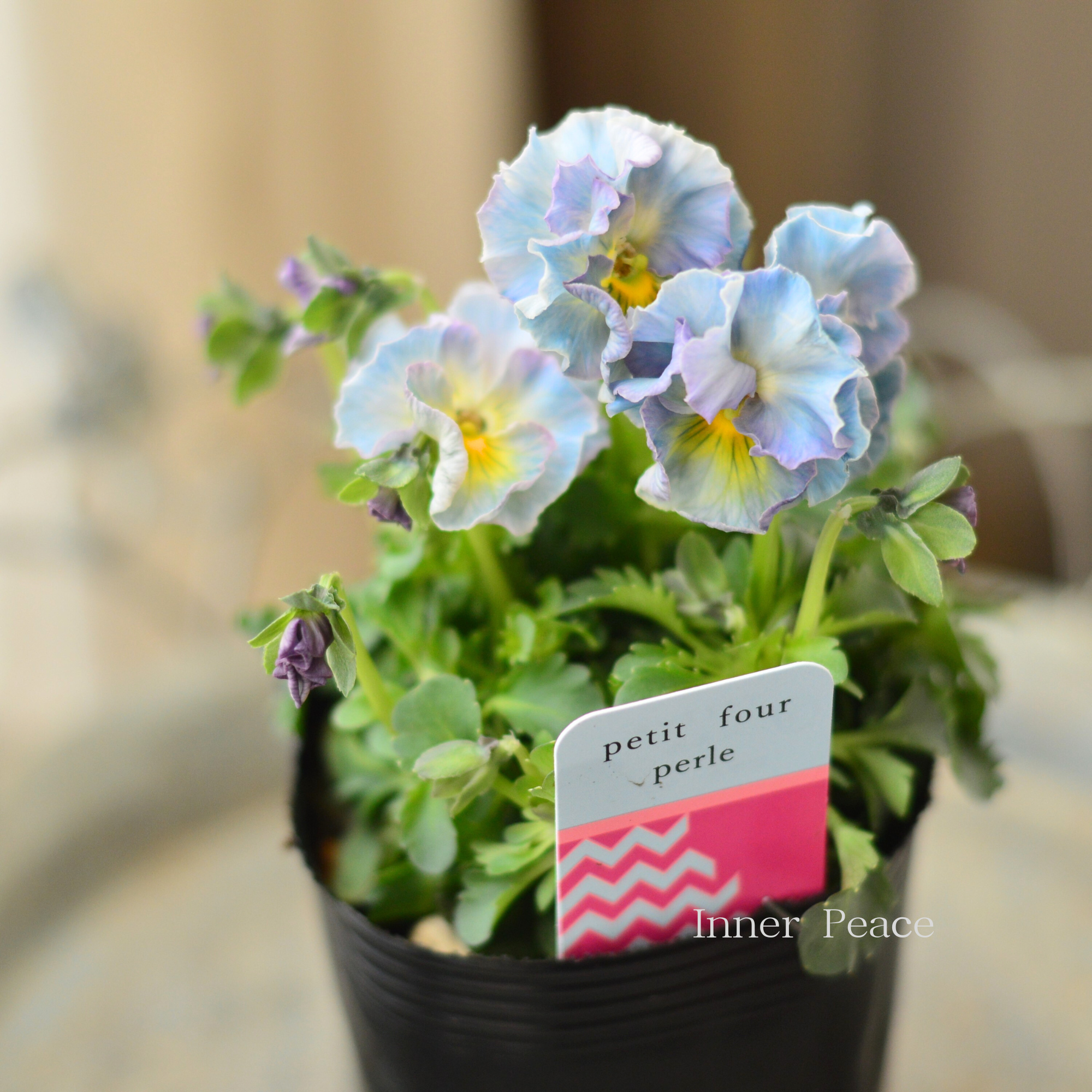 【ハルグリンさん】 ビオラ　『プティフール・ペルル　3番』　　3寸POT