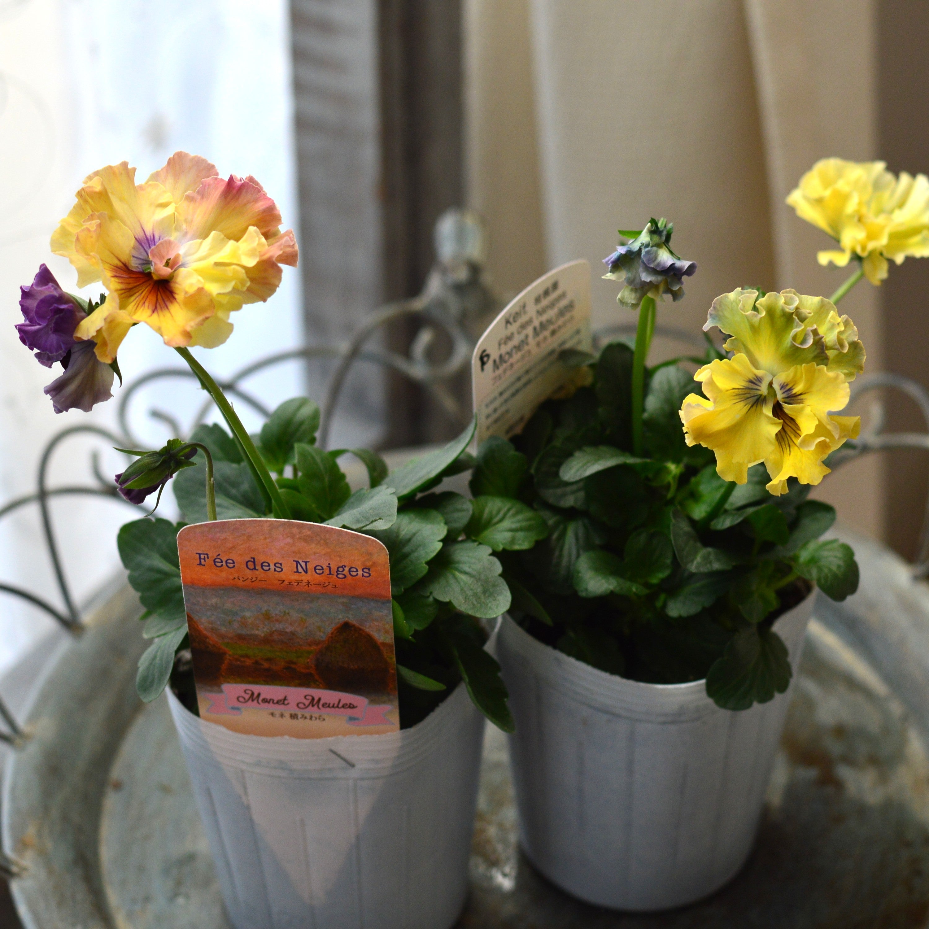 【美しい】 パンジー 『フェデネージュ・モネ　積みわら』　3.5寸POT