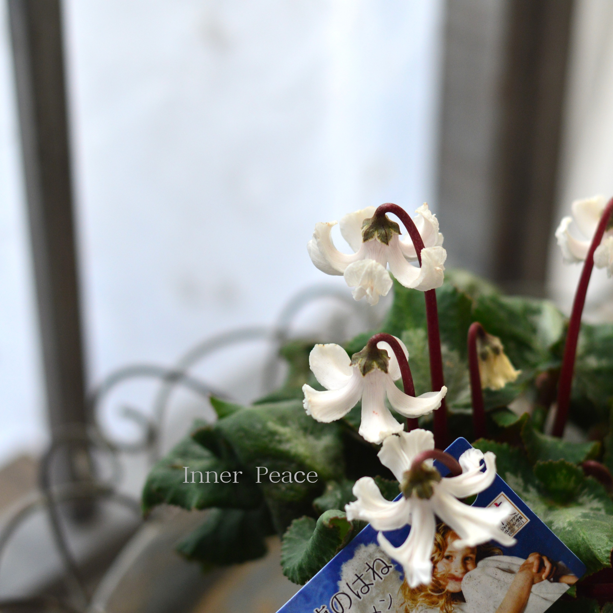 【かわいい】 シクラメン　『天使の羽・ホワイト』　 　3寸POT