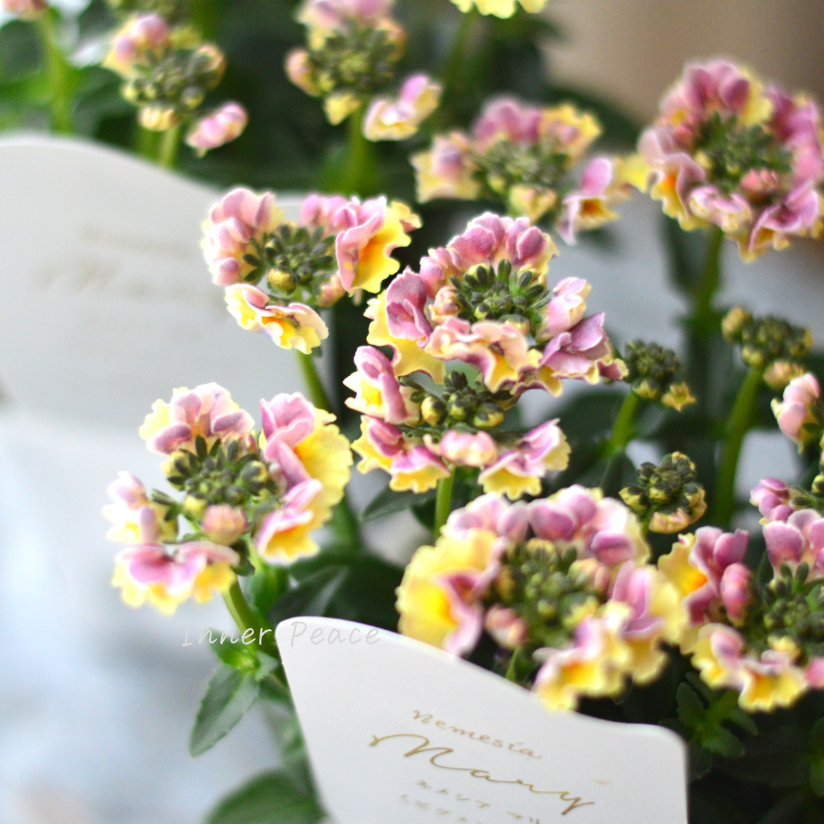 花芳さん】 ネメシア 『マリー・ピグメントハニー』 3.5寸POT