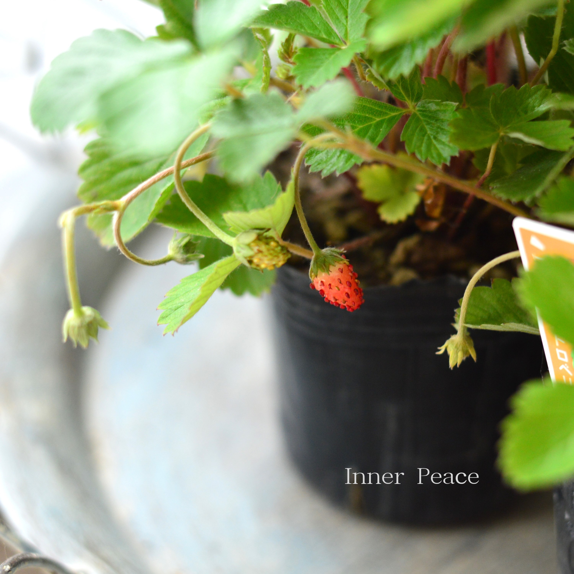 【寄せ植えに】 ワイルドストロベリー　3寸POT