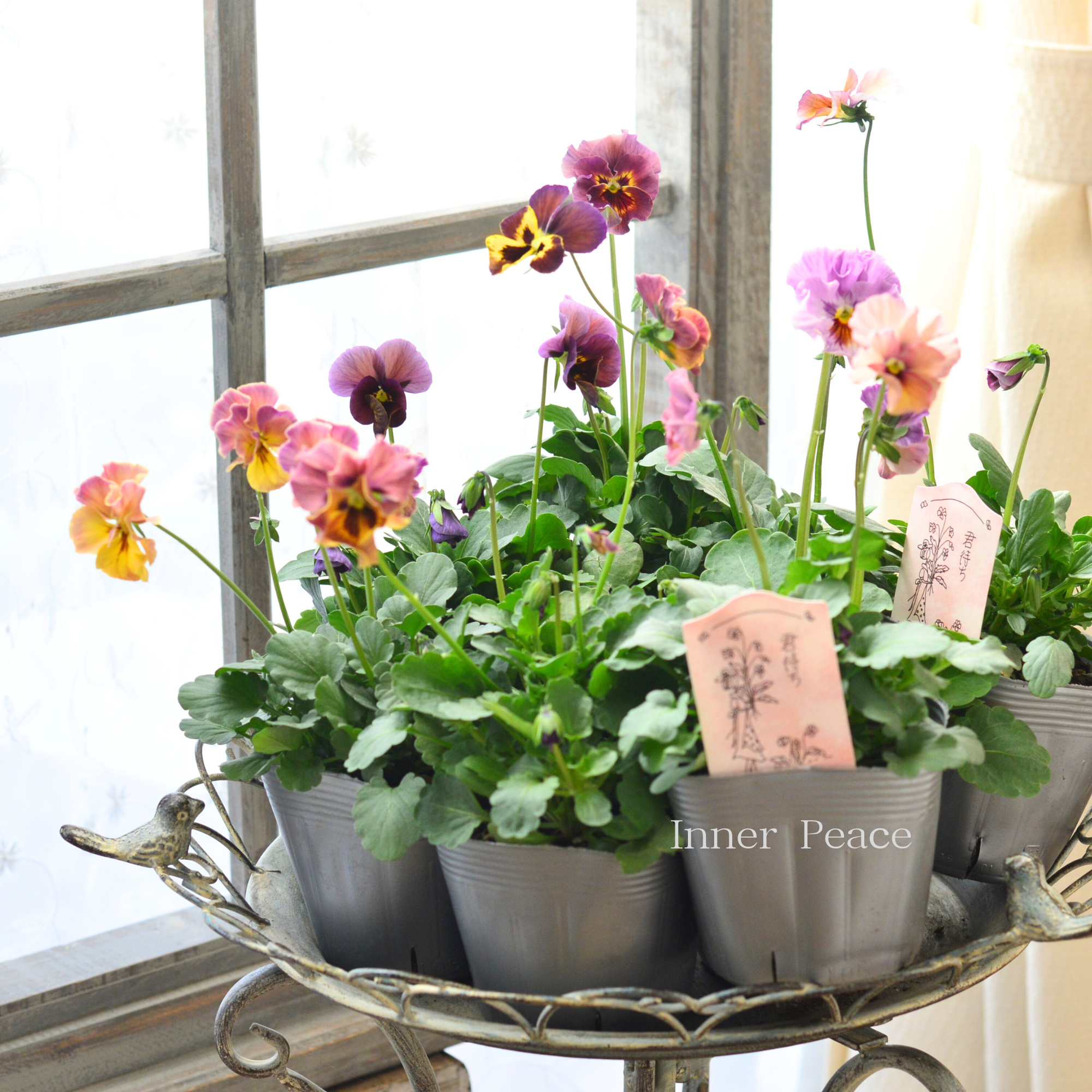 【吉村龍典さん育種ビオラ】 君待ちシリーズ　　3.5寸POT