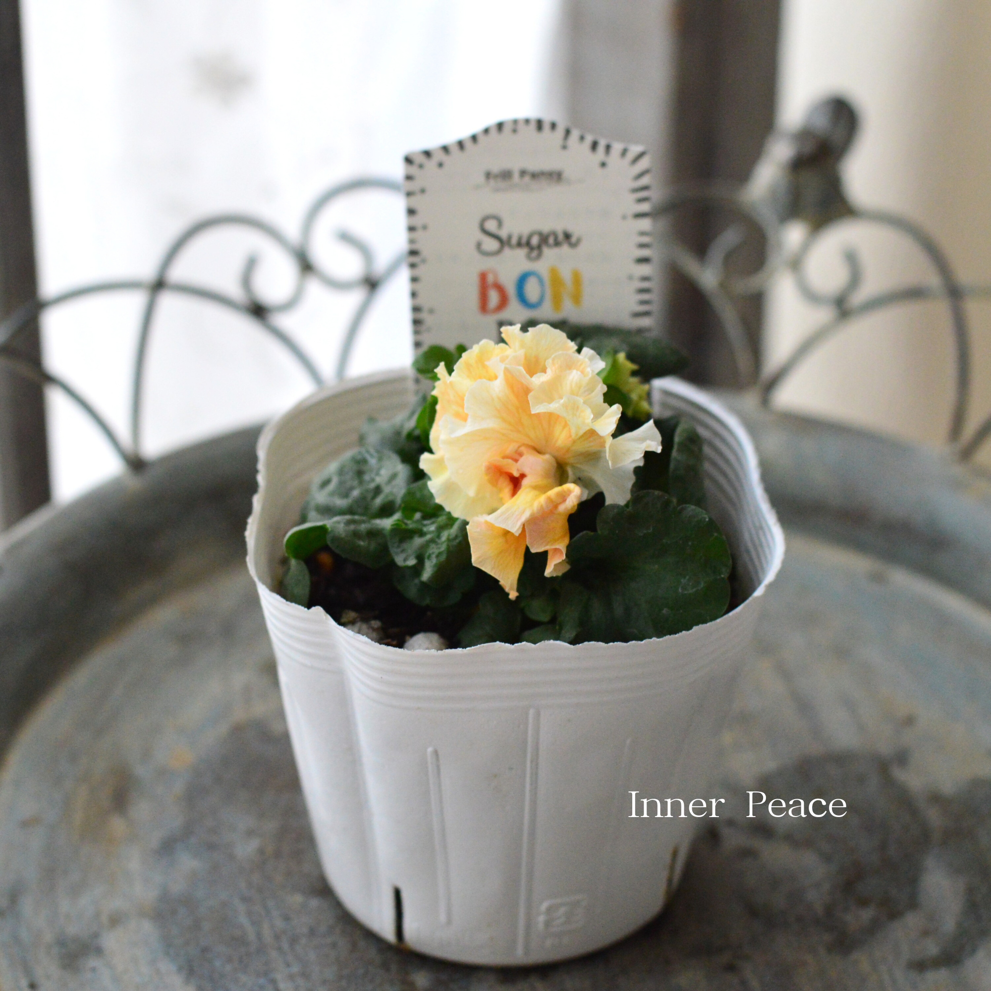 【湘南Berryさん】 フリルパンジー 『シュガーボンボン・オレンジ系』　3寸POT