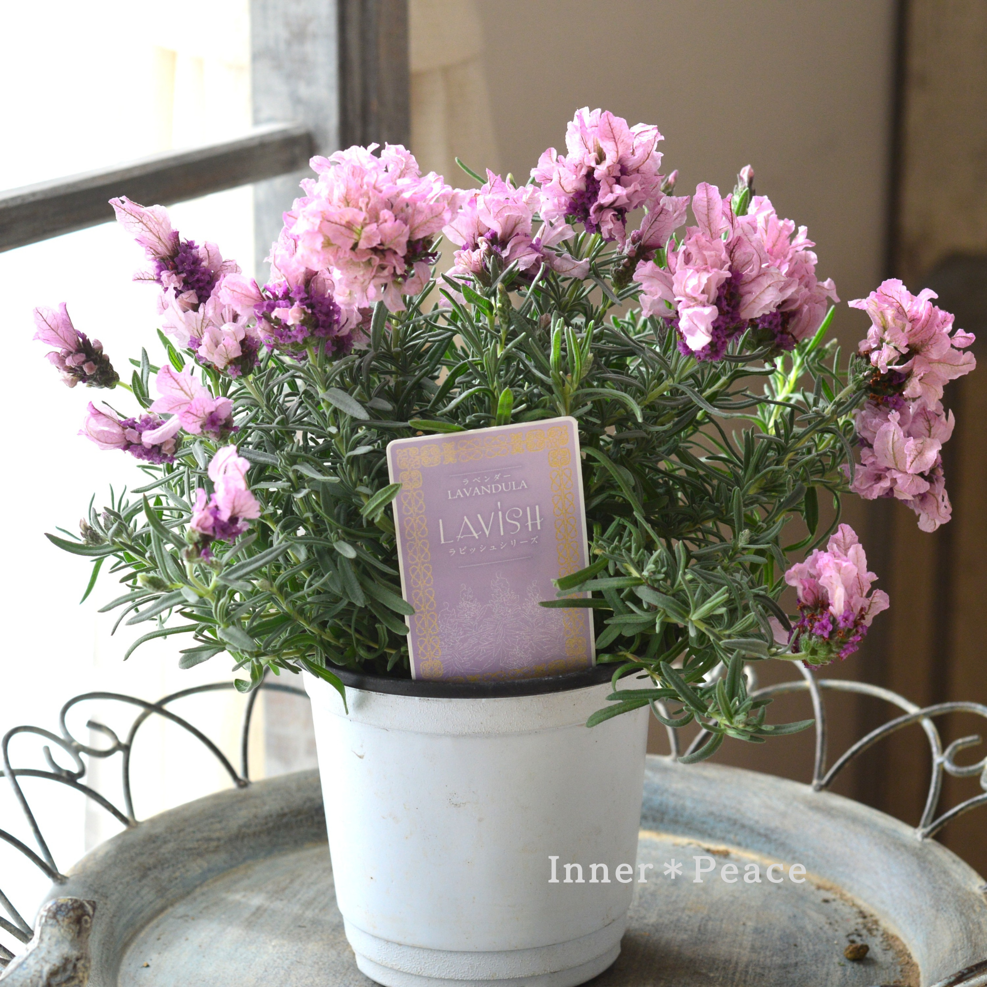 フレンチラベンダー 『ラビッシュ・ピンク』 　4寸POT