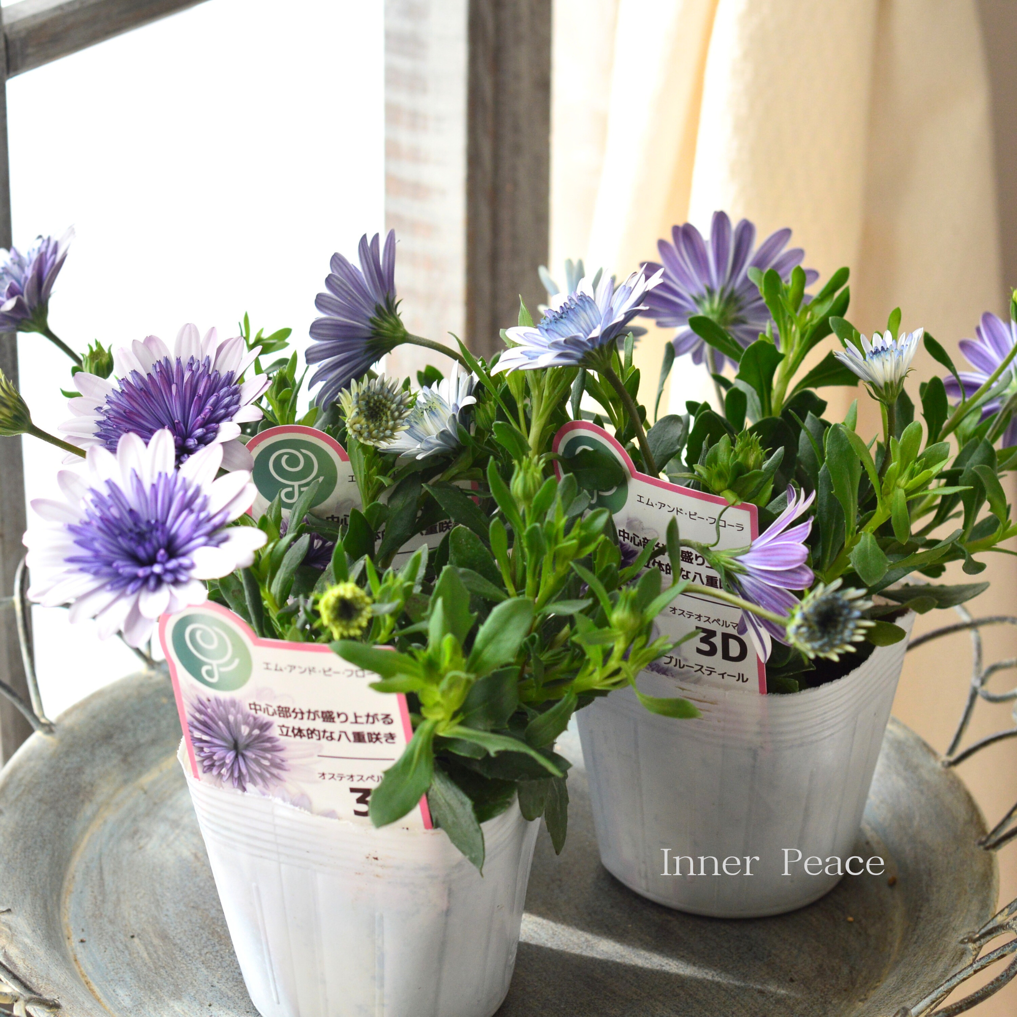 八重咲き】 オステオスペルマム 『3D・ブルースティール』 3.5寸POT