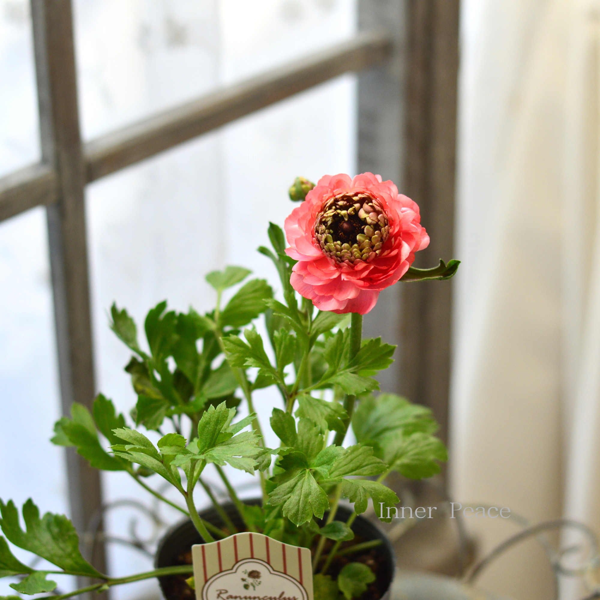 【豪華】 ラナンキュラス （ミックス）『サーモン系』　3.5寸ロングPOT