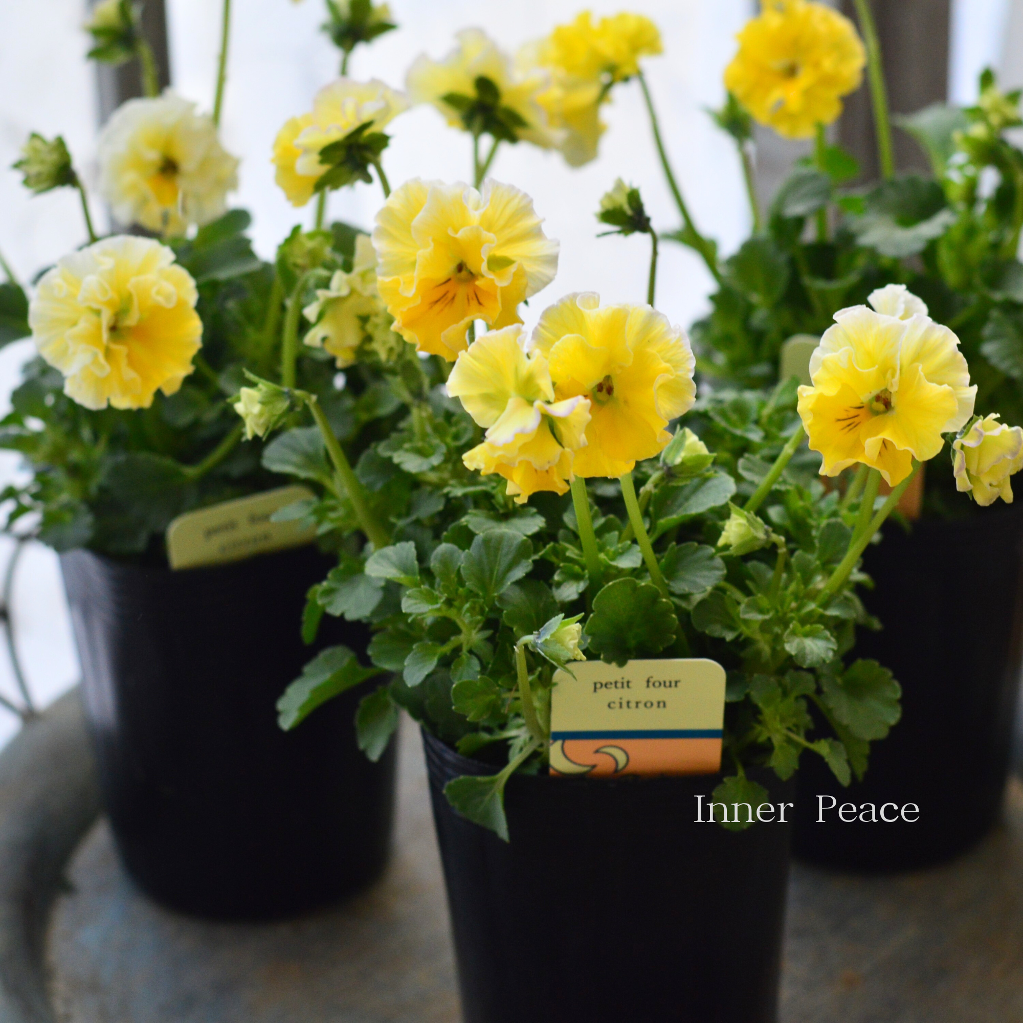 【ハルグリンさん】 ビオラ　『プティフール・シトロン』　　3寸POT