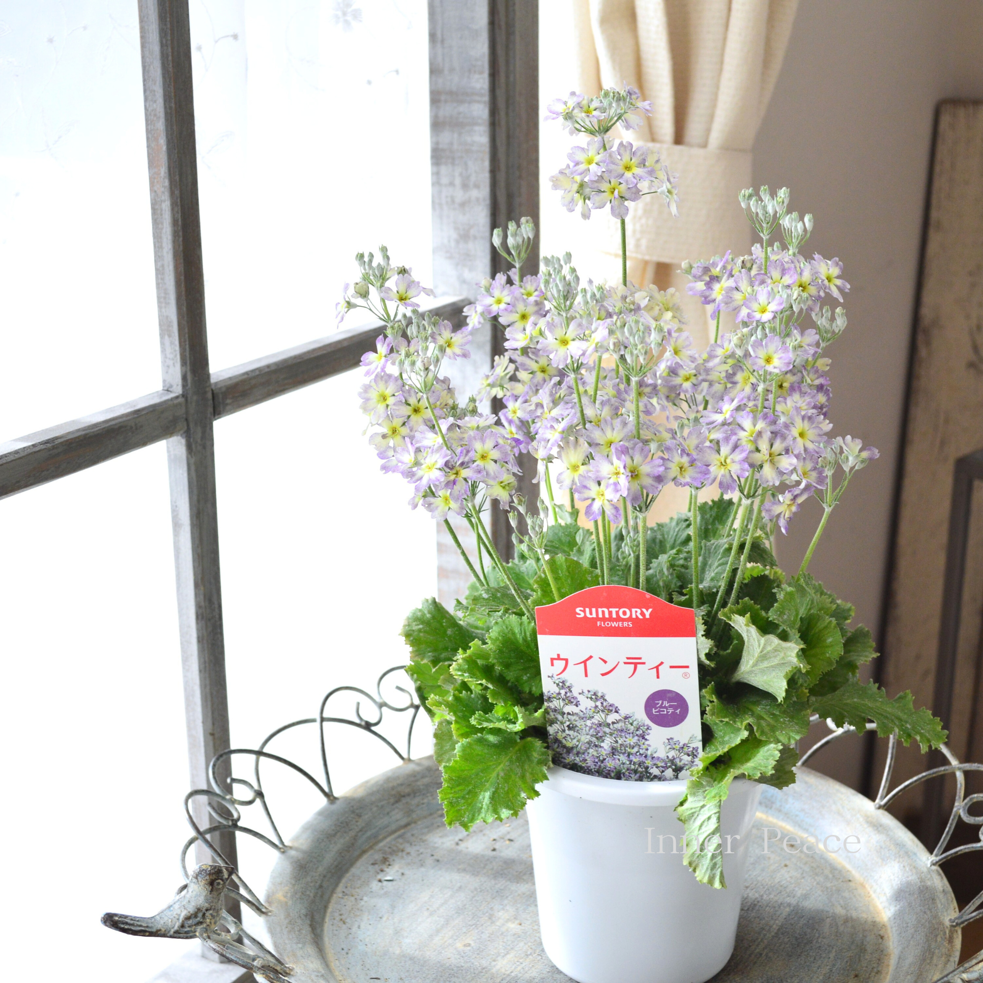 【新色】 ウインティー 『ブルーピコティ』　　3.5寸POT