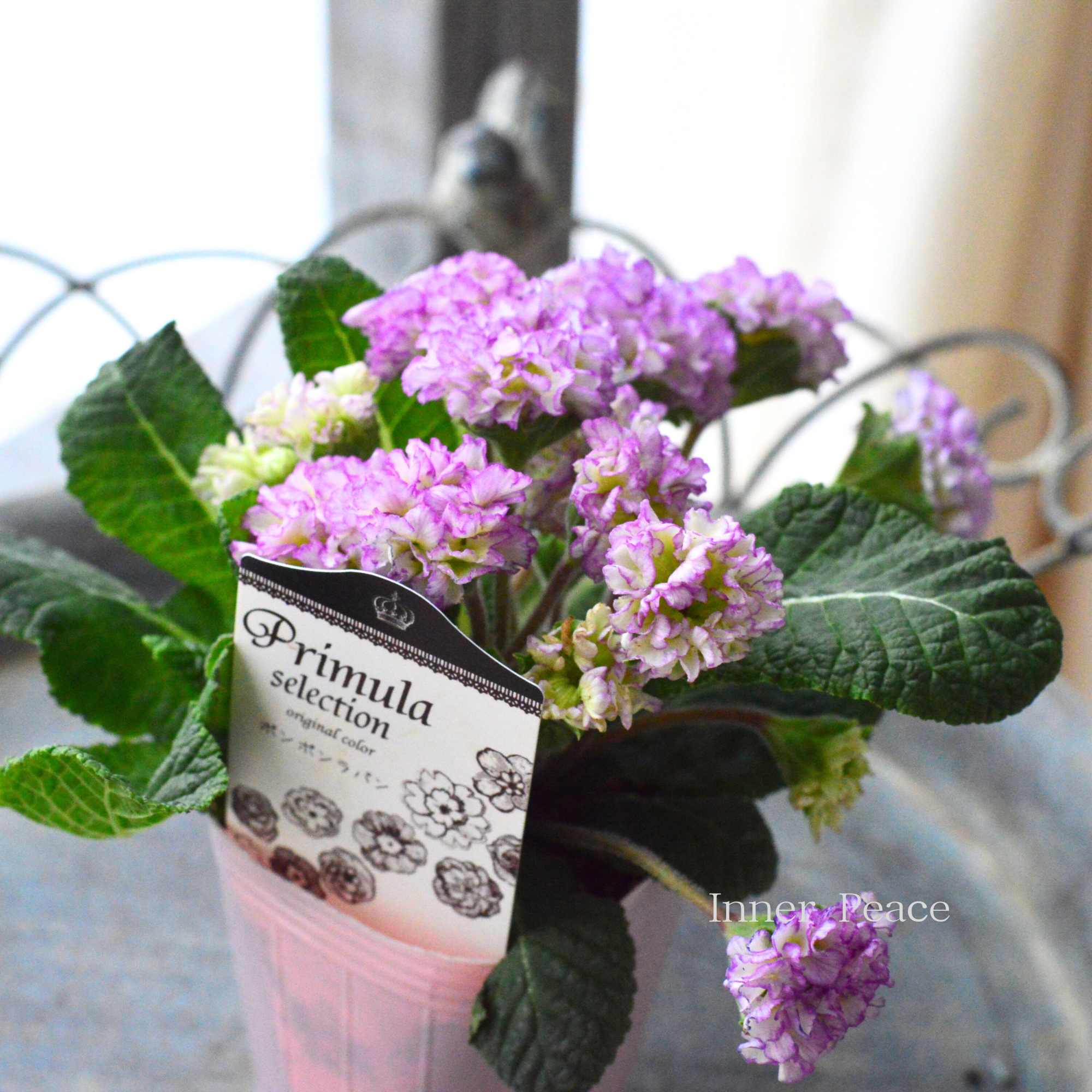 k-plantsさん】 フリンジ咲き プリムラ 『ポンポンラパン・④』 2.5寸