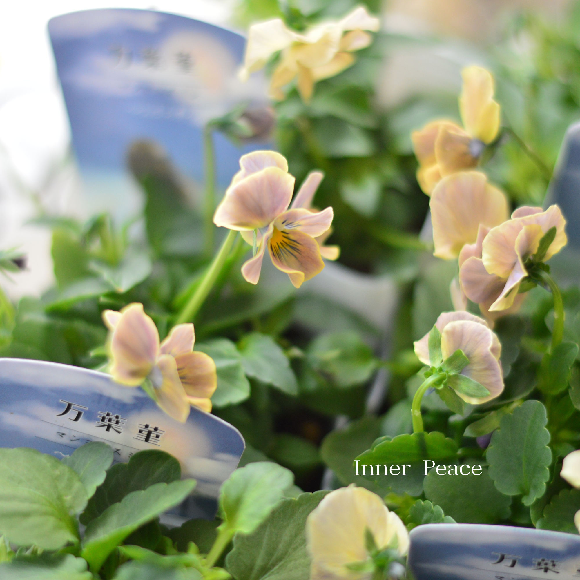 【桂楓園さんオリジナル】 ビオラ　『万葉菫・おぼろ月』   3.5寸POT