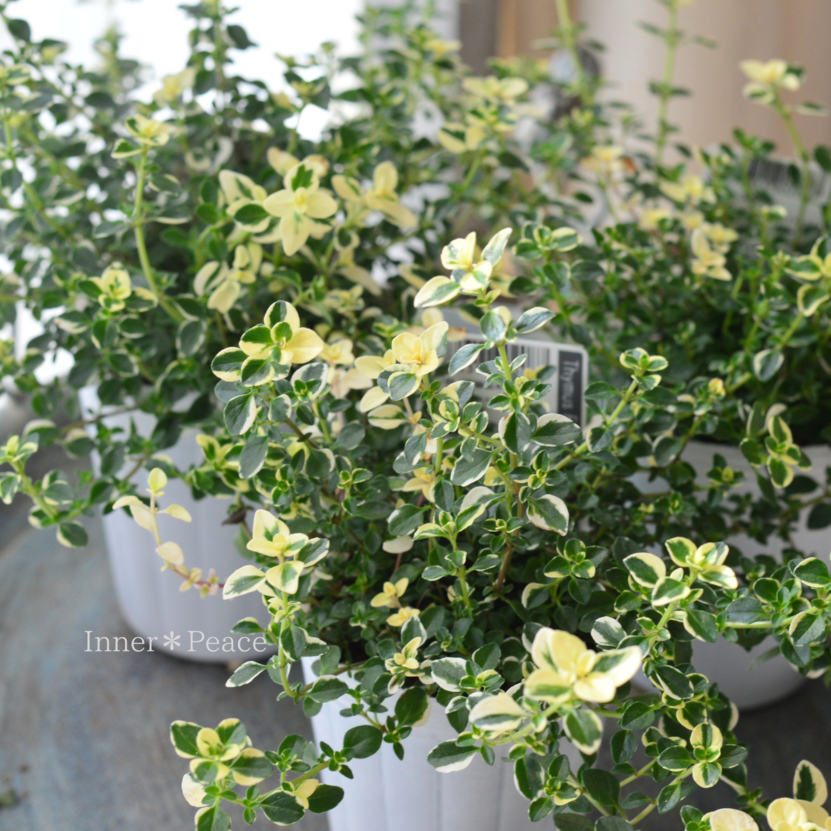 【寄せ植えに】 フォックスリータイム　2.5寸～3寸POT