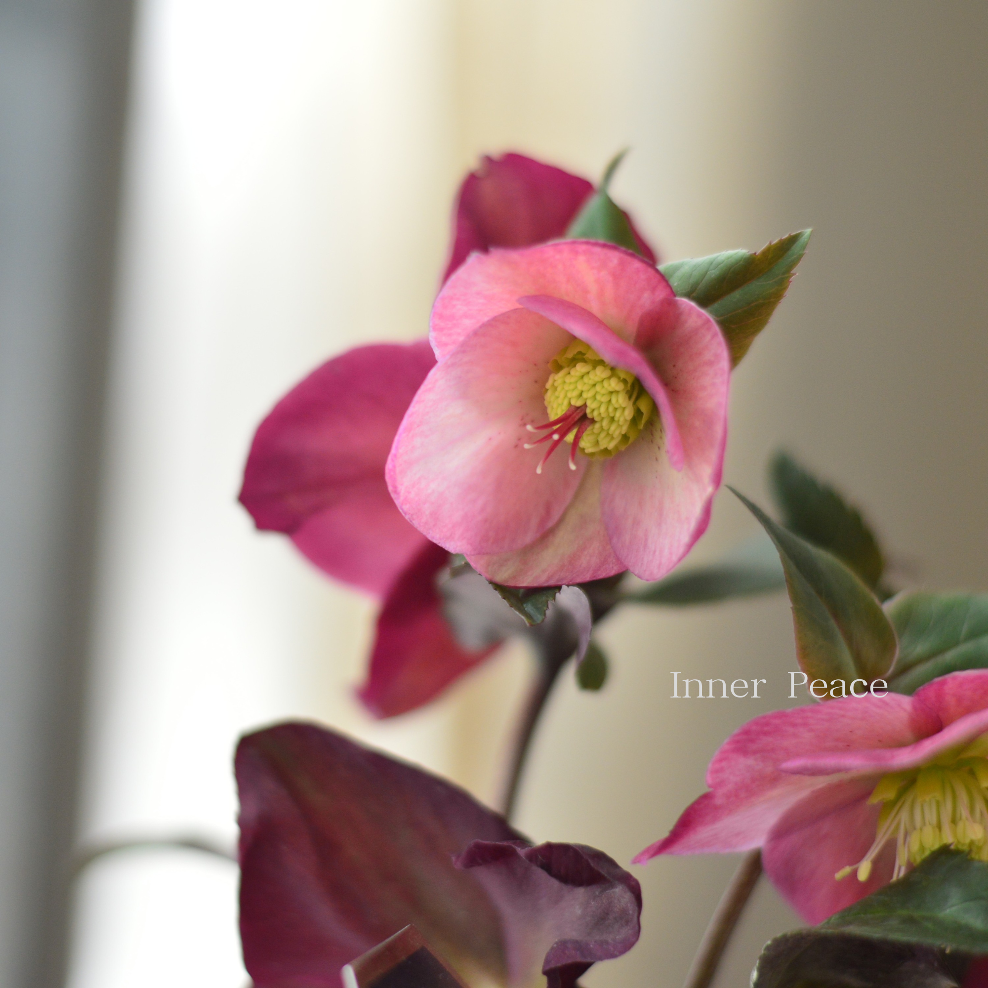 【童仙房さん】  クリスマスローズ 『氷の薔薇・ピンクプロミス』　　4.5寸鉢