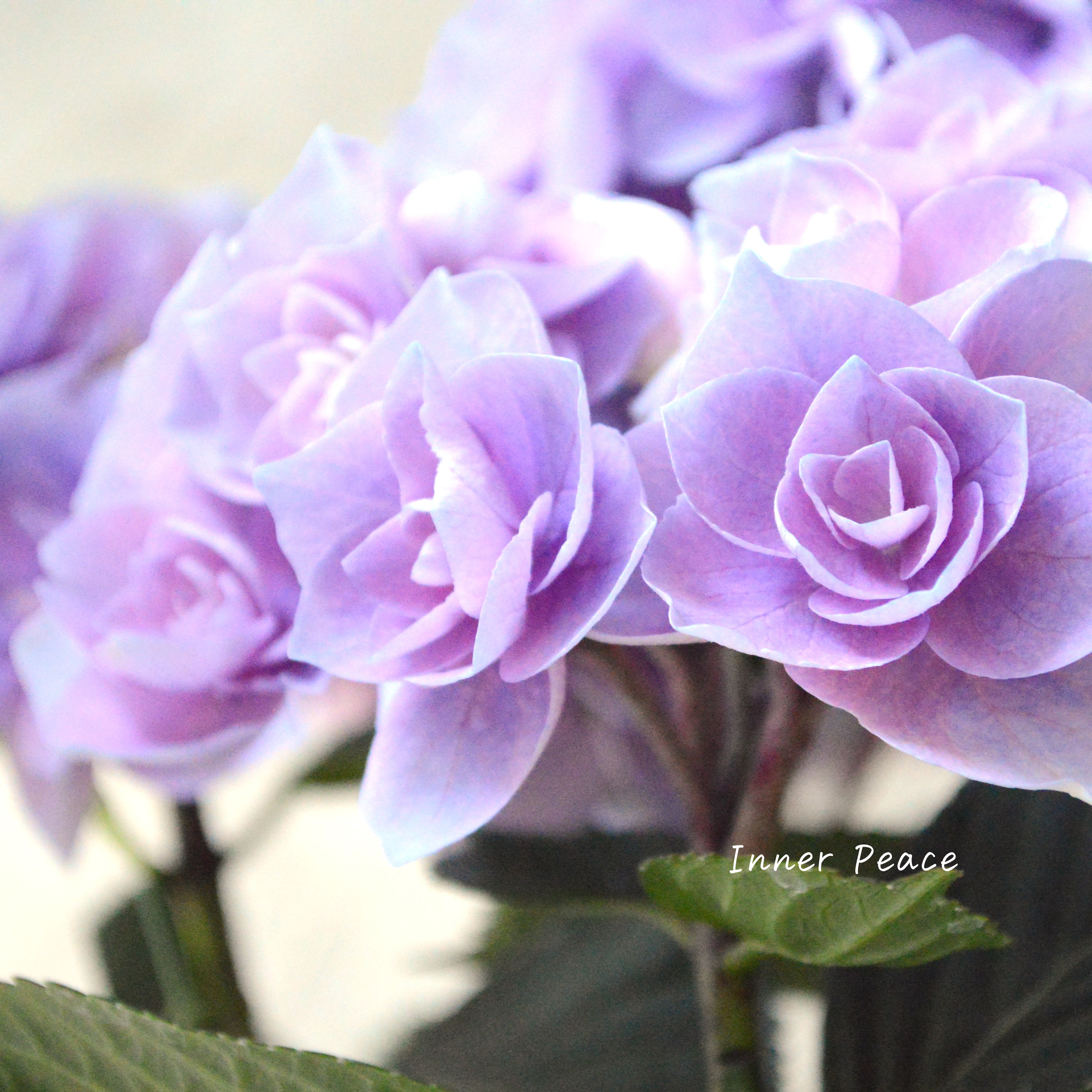 【さかもと園芸さん】 50％OFF!   紫陽花 『シャルム・パープル』  ５号鉢