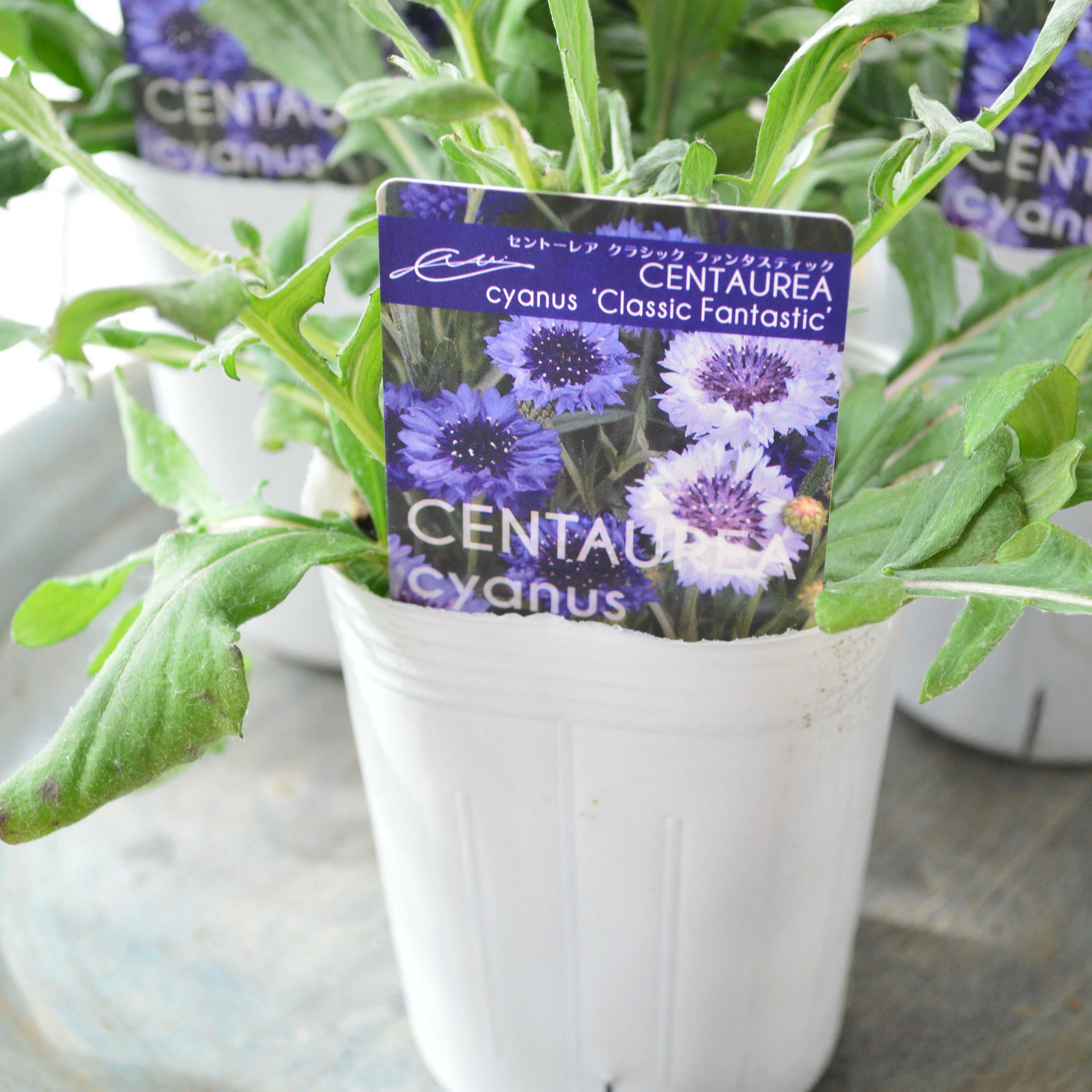 寒さに強い】 セントーレア（矢車草） 『クラシックファンタスティック