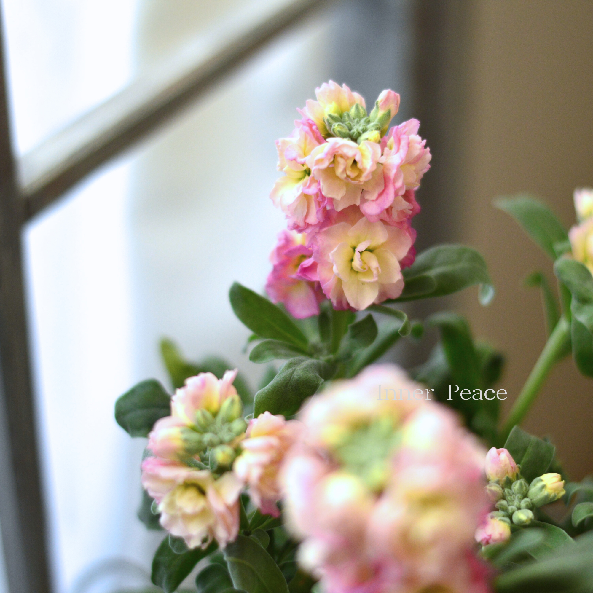 【八重咲き】 ストック ベイビー  『レインボー』　　3寸ロングPOT