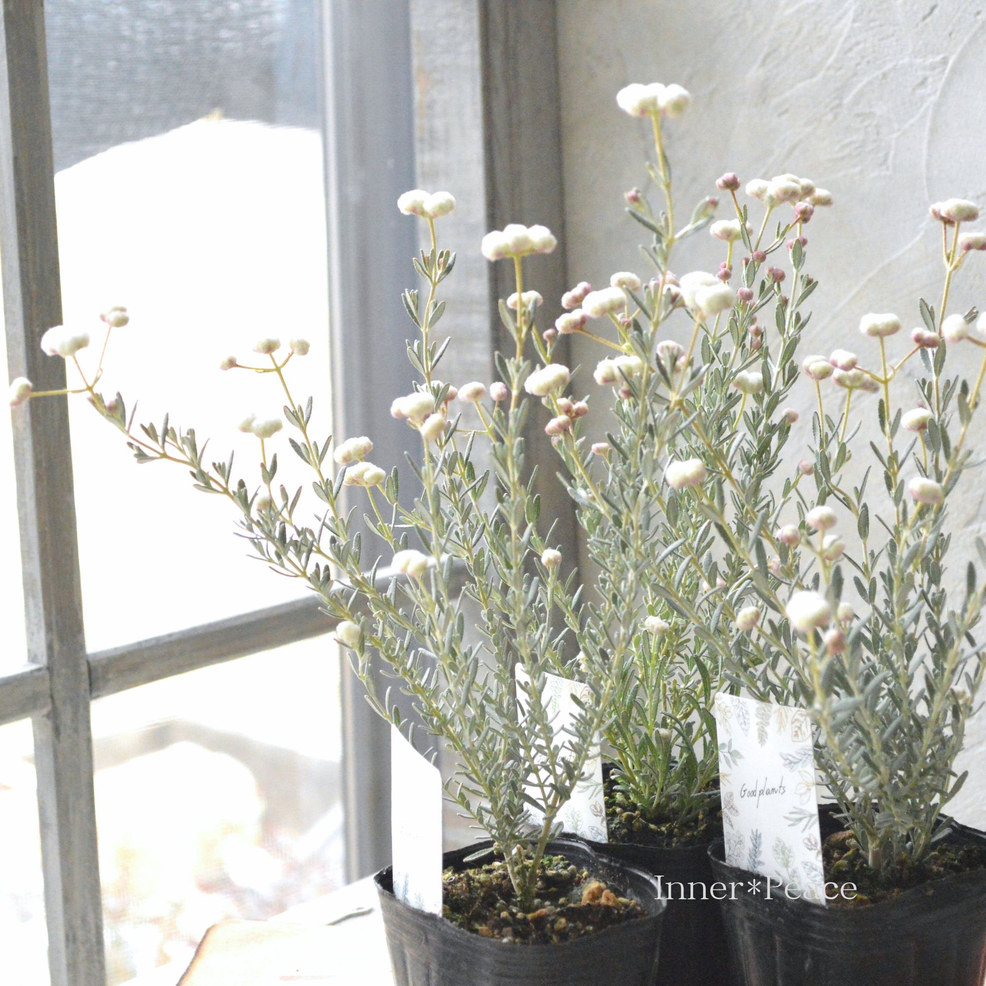 【希少】 ディクラスティリス　『グロビフローラ』　3寸POT