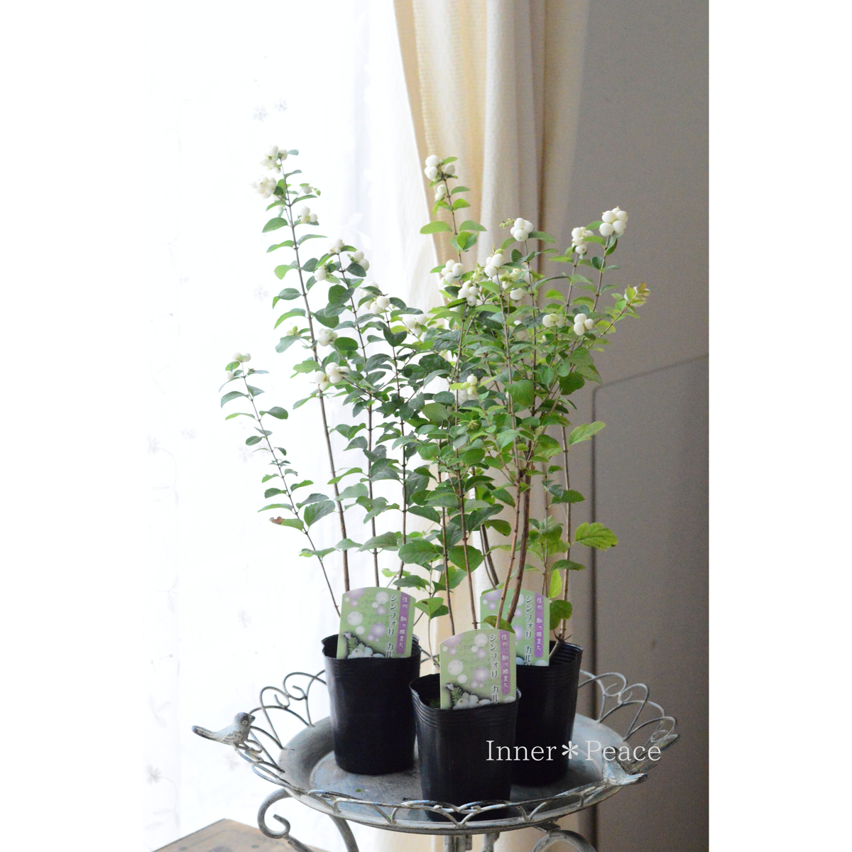 【白い実】 シンフォリカルポス　　3寸POT
