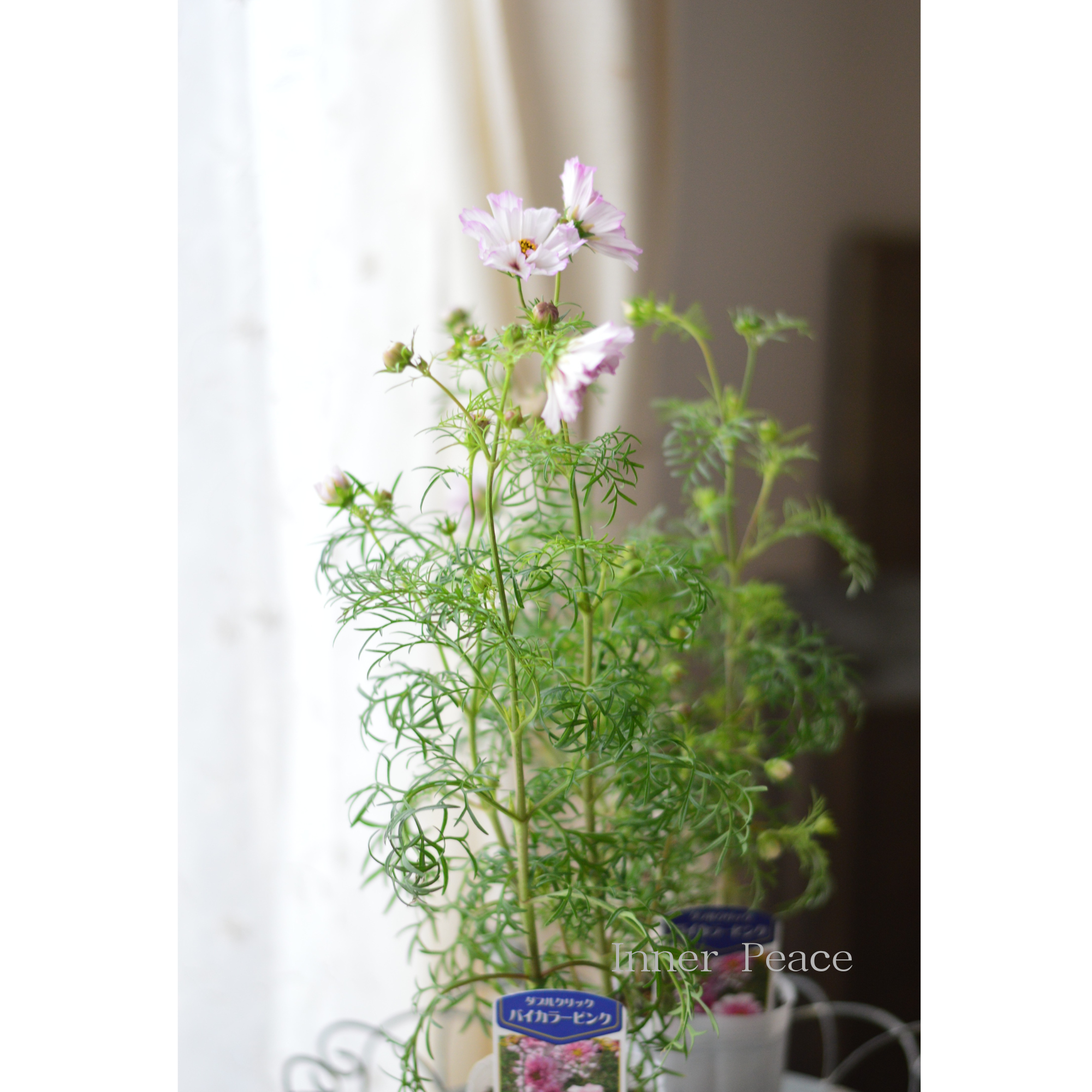 【人気】 コスモス　『ダブルクリック・バイカラーピンク』　　3寸ロングPOT