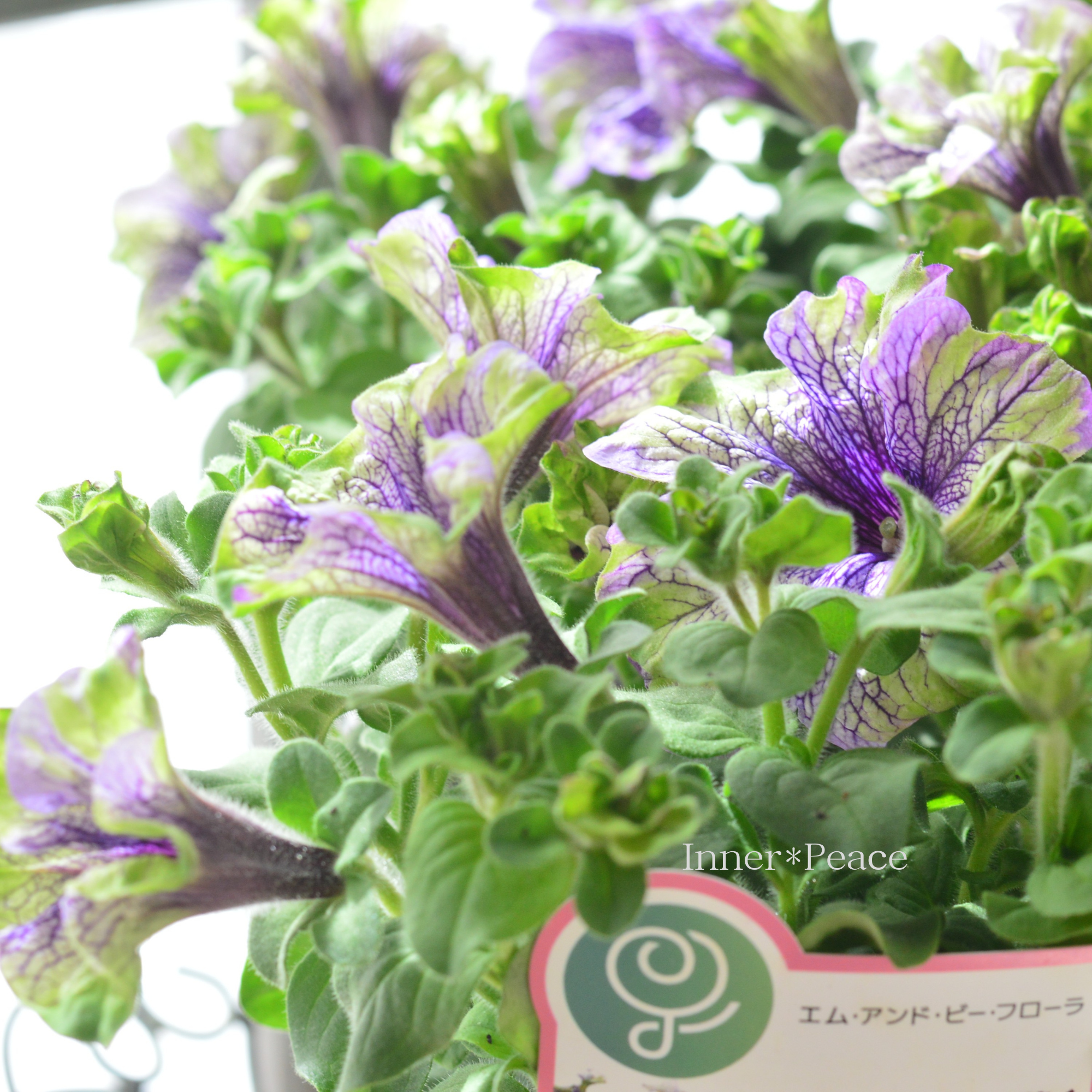 【個性的】 ペチュニア 『アマゾナス・プラムコカトゥー』　４寸POT