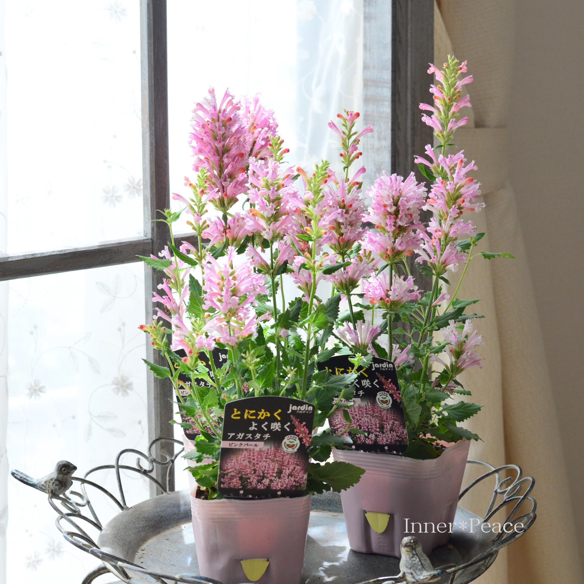 【宿根草】 とにかくよく咲くアガスタチ 『ピンクパール』　3.5寸POT