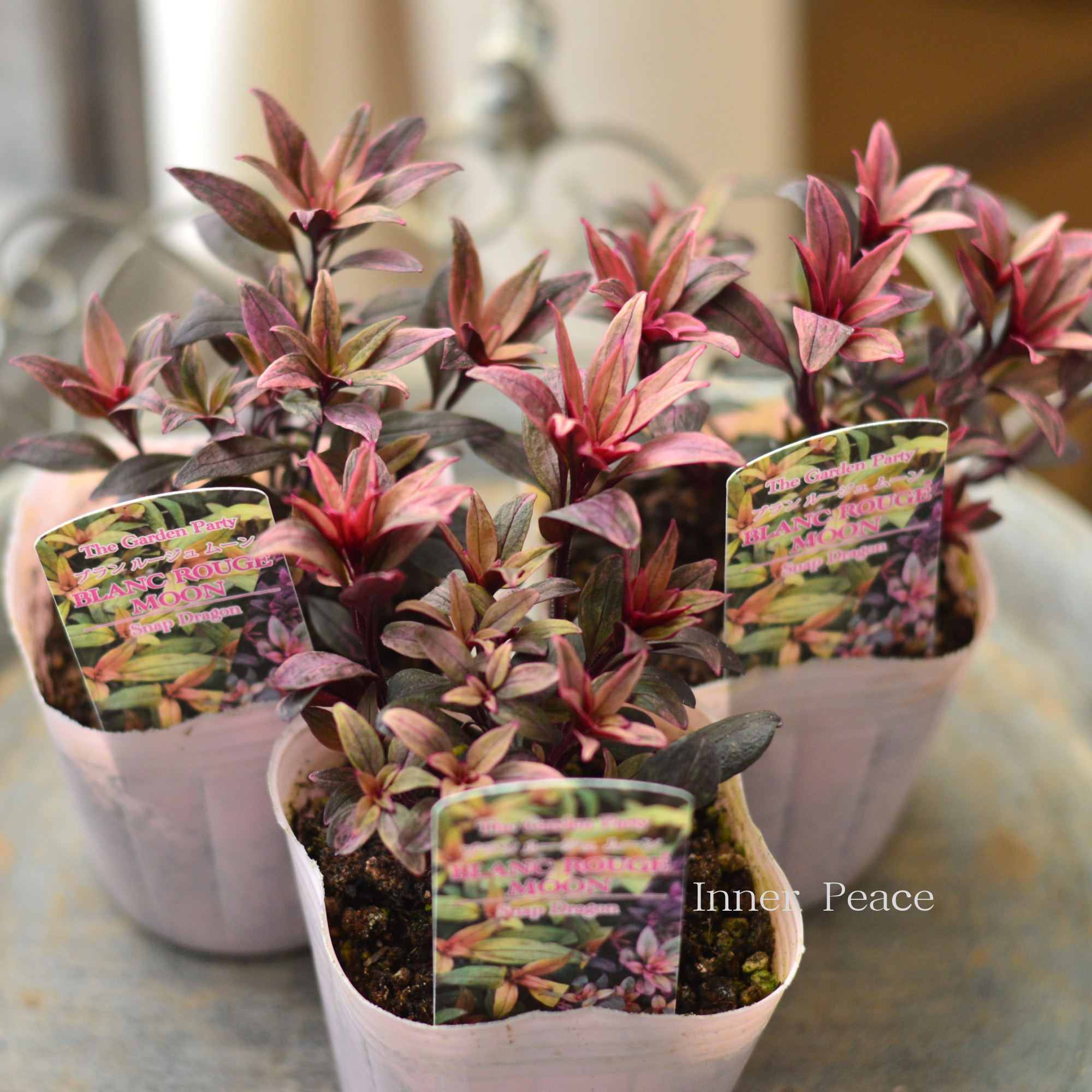 【カラーリーフ】 キンギョソウ　ブランルージュ 『ムーン』　　3寸POT