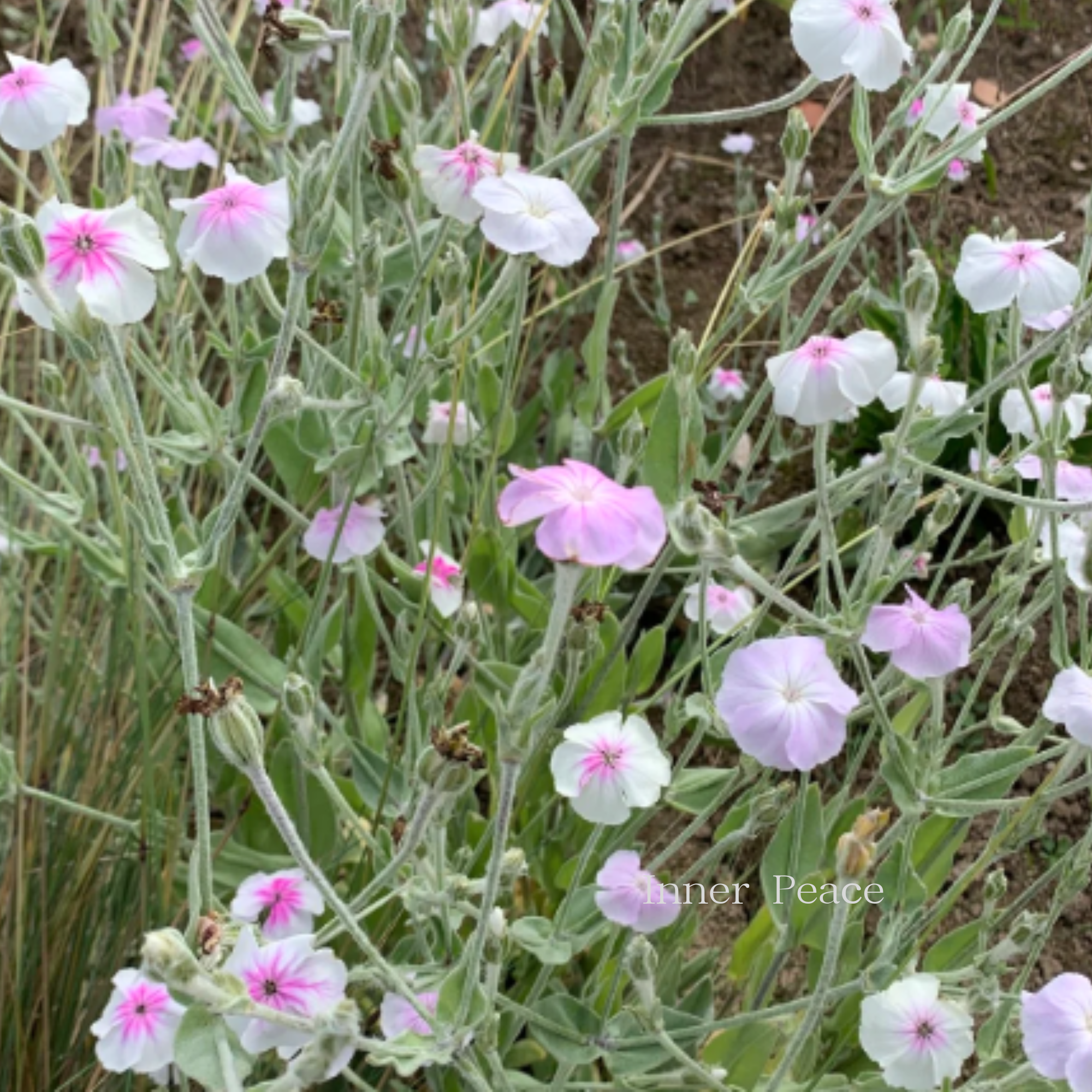 【かわいい】 リクニス・コロナリア　『エンジェルスブラッシュ』　　3寸POT