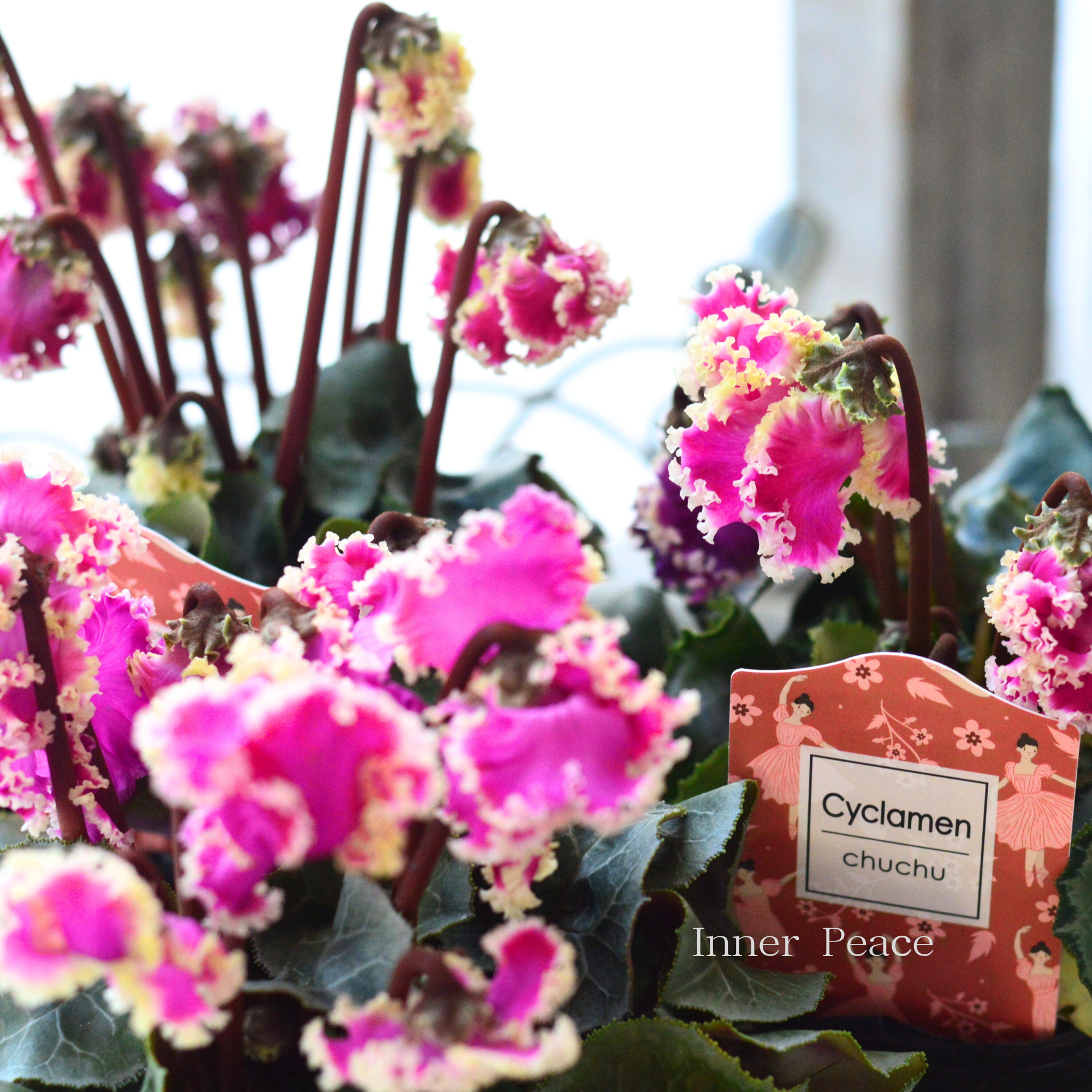 【麻野間園芸さん】 シクラメン　『チュチュバレリーナ』　 　3寸POT
