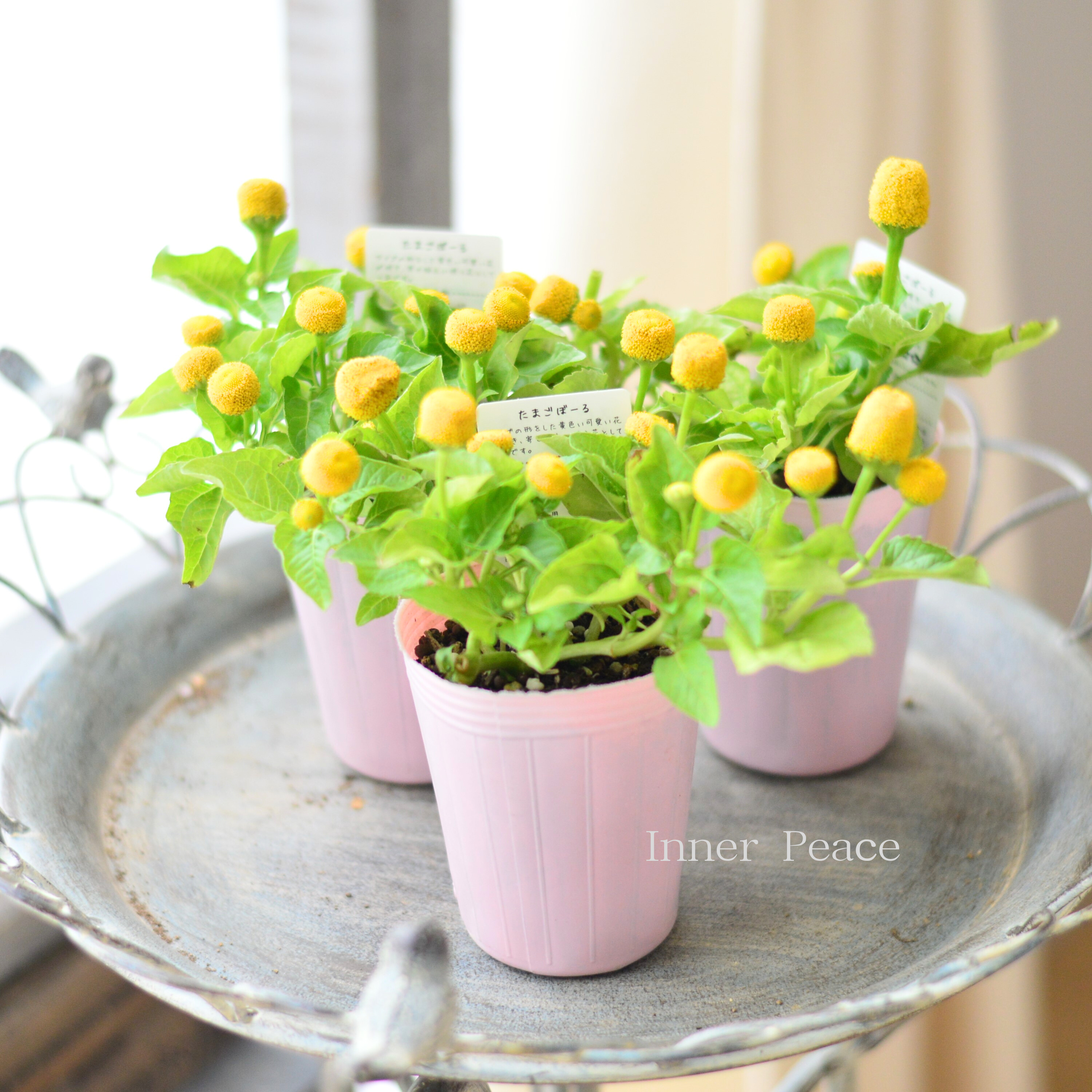 【開花期が長い】 スピランサス　『たまごボール』　　2.5寸POT